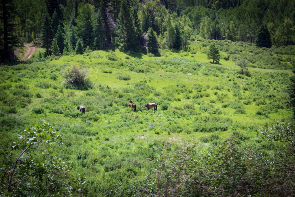 Three horses eating grass in an open area in a forest