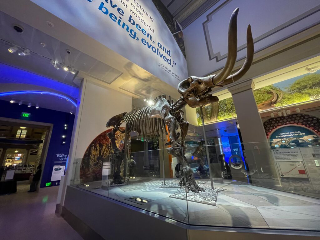 The skeleton of a mastodon in a museum exhibit