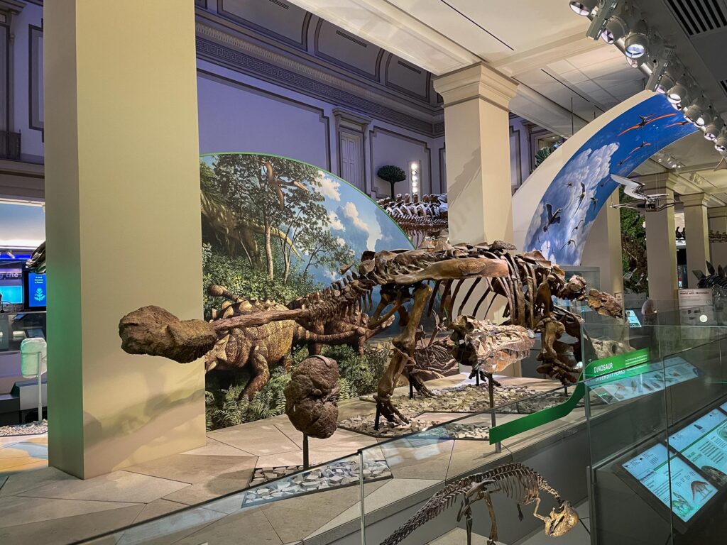 A skeleton of a large old animal in a museum exhibit