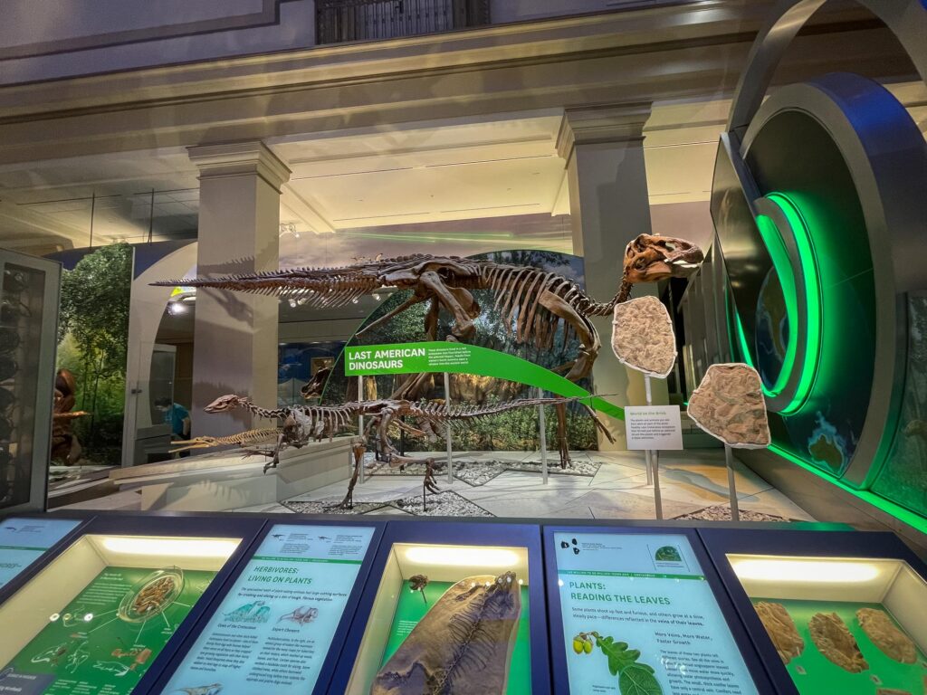 The skeletons of two dinosaurs in a museum exhibit