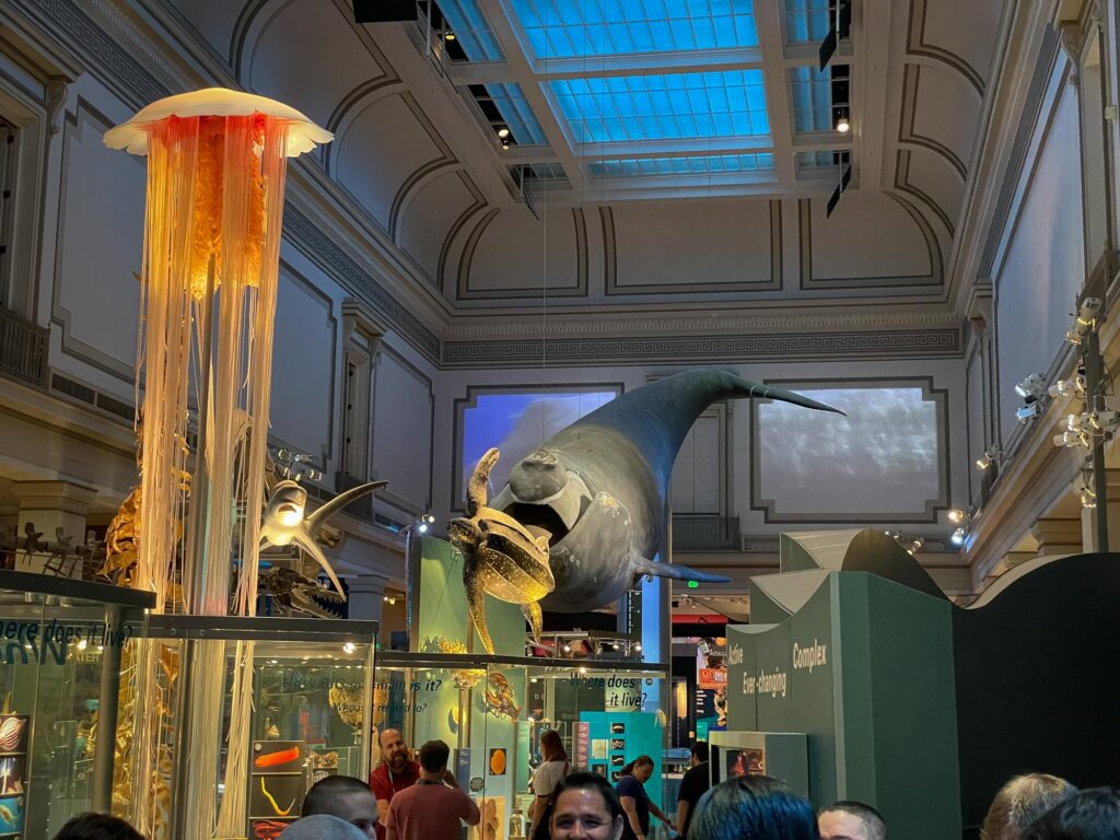 A fake whale and other sea animals hanging in an exhibit hall in a museum