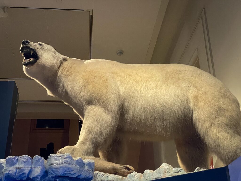 A fake polar bear in a museum exhibit
