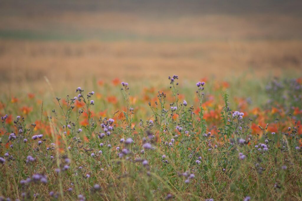 Orange and purple flowers in a field