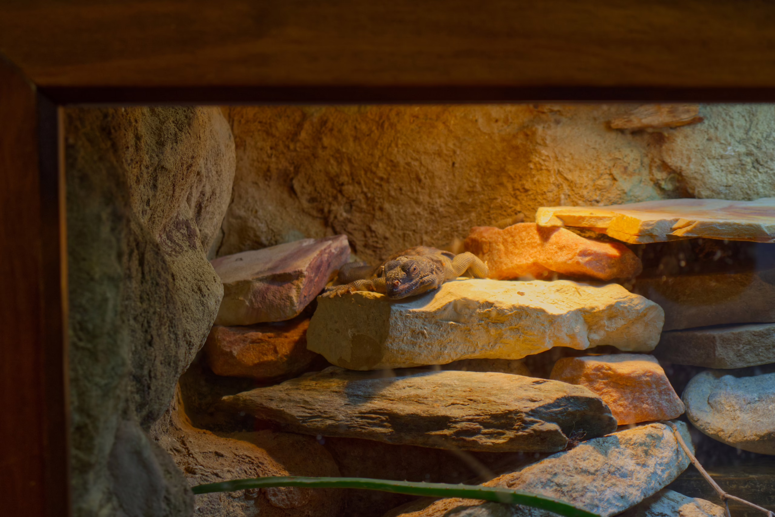 A small lizard with textured skin rests on a flat rock inside a warm, well-lit terrarium, surrounded by other layered stones.