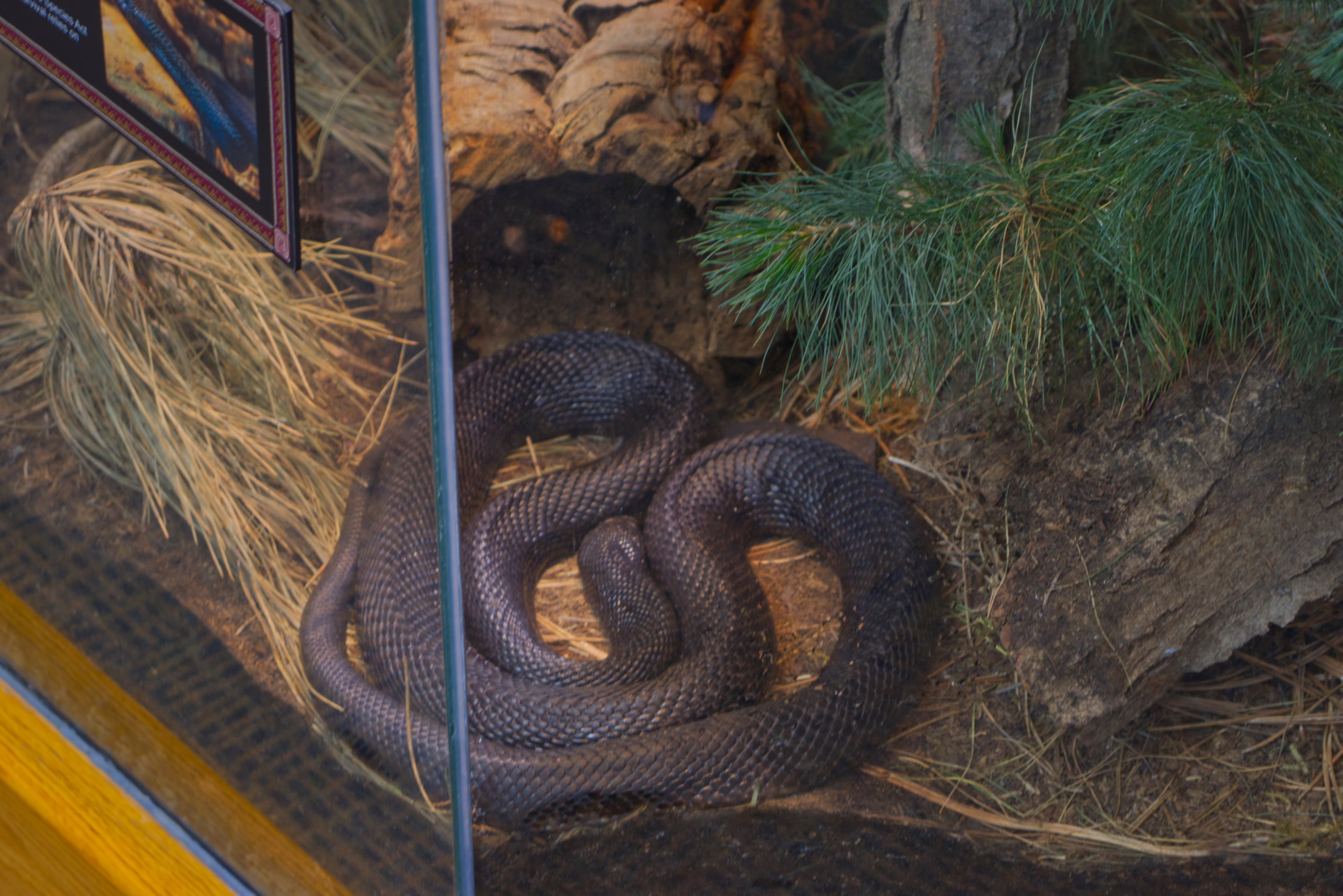 A large, dark-scaled snake is coiled up on the floor of its glass terrarium, which is decorated with dry grass, rocks, and pine branches.