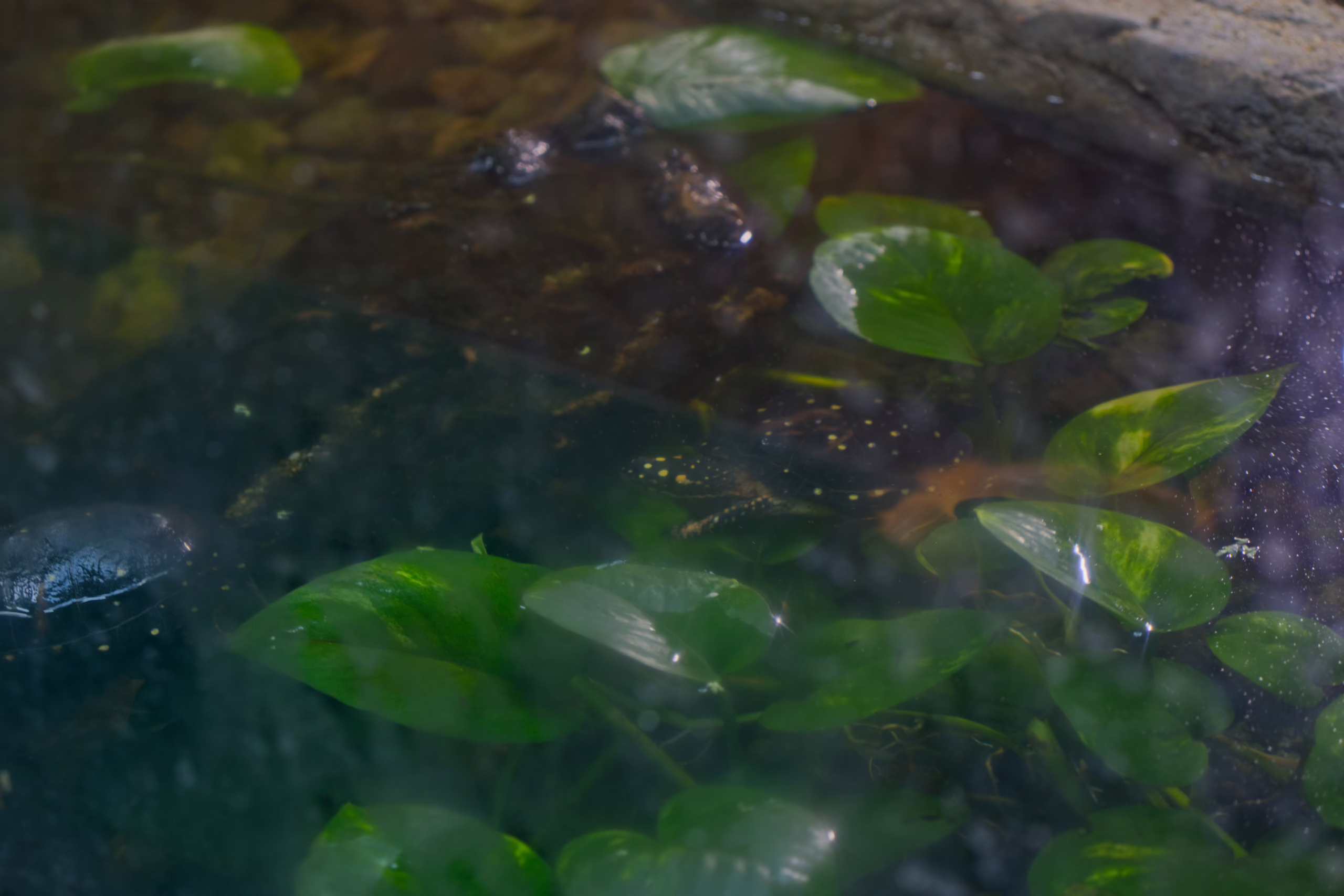 A small, dark-shelled turtle with yellow spots on its head pokes out from beneath the surface of murky water filled with large green leaves.