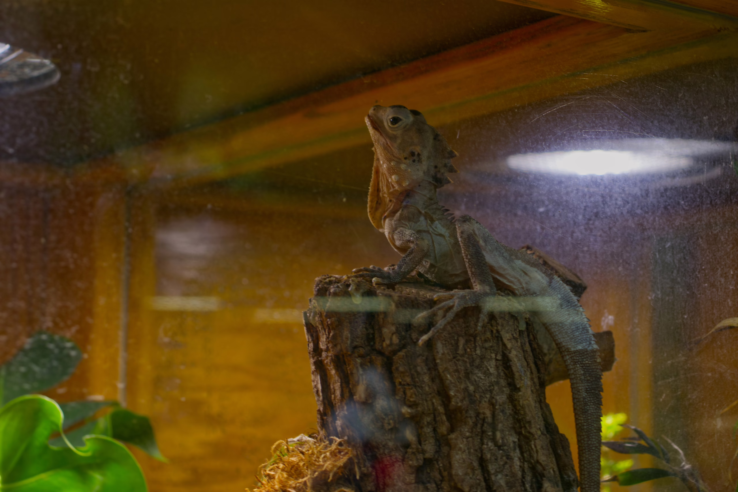 A lizard with a frilled neck sits proudly atop a wooden stump inside a glass enclosure, looking up towards a light source.