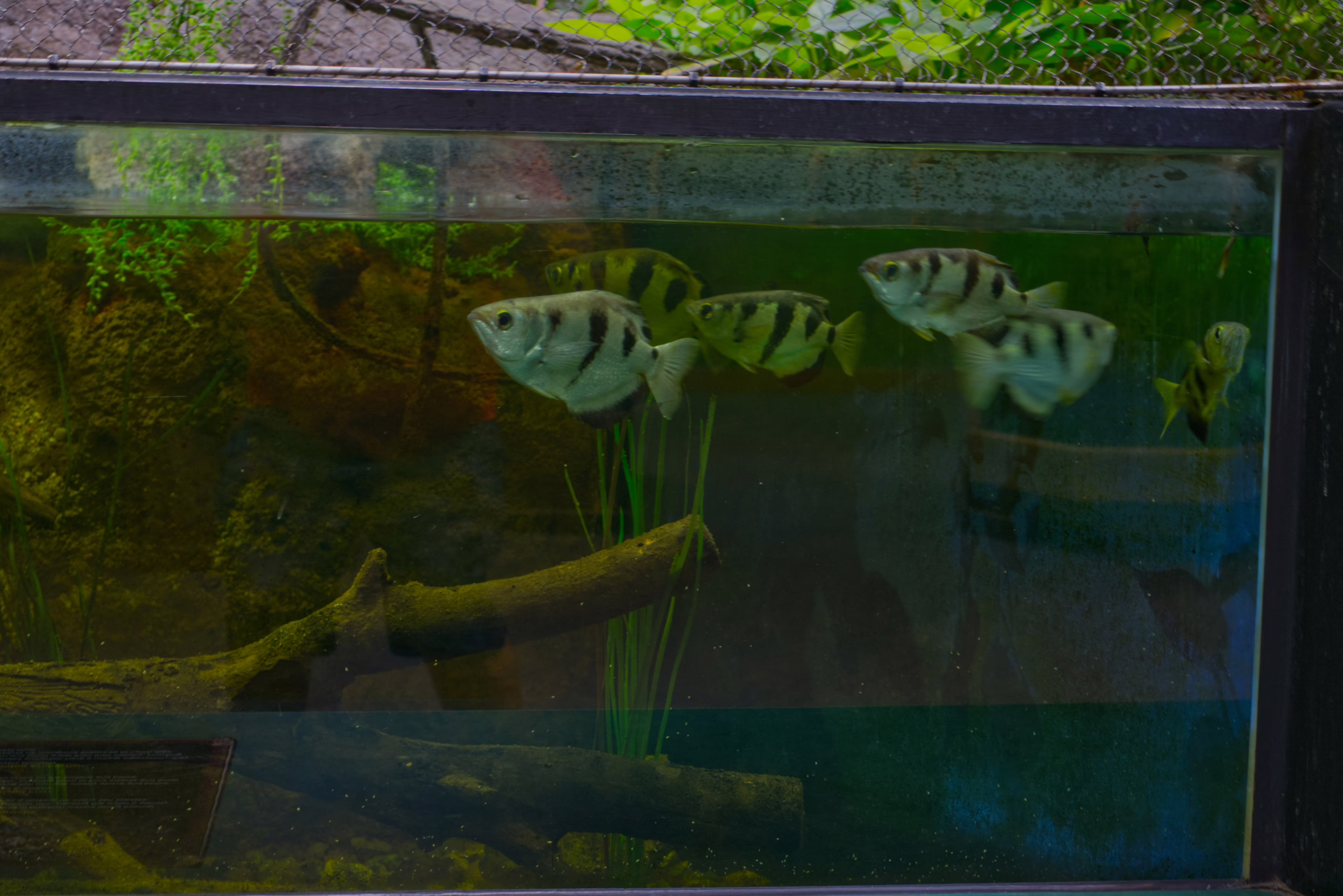 Several silver-bodied archerfish with black vertical stripes swim together in a well-lit aquarium that contains a submerged log and aquatic plants.