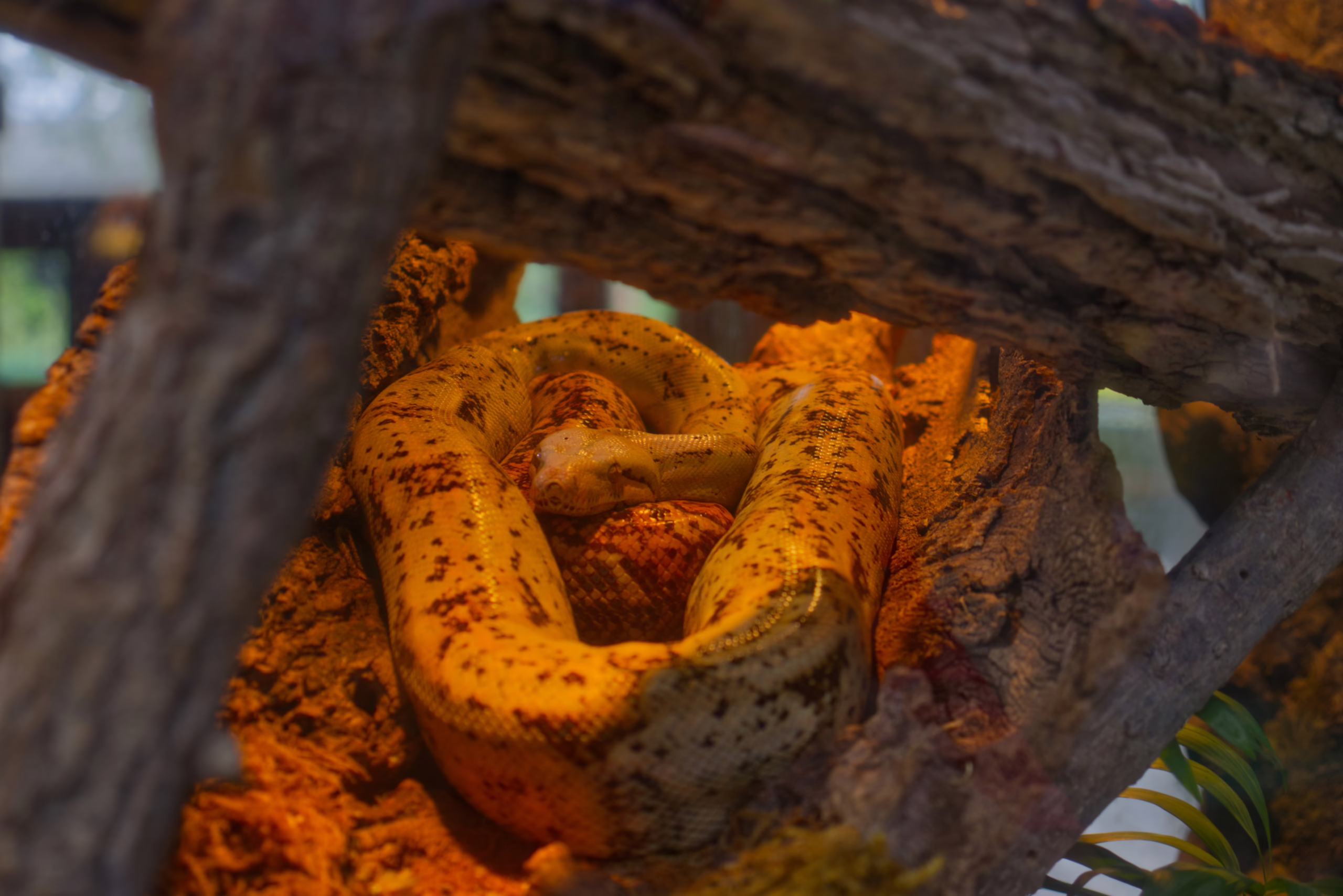 A yellow snake with brown splotches is curled up and resting on a rock within its enclosure, framed by the branches of a tree.