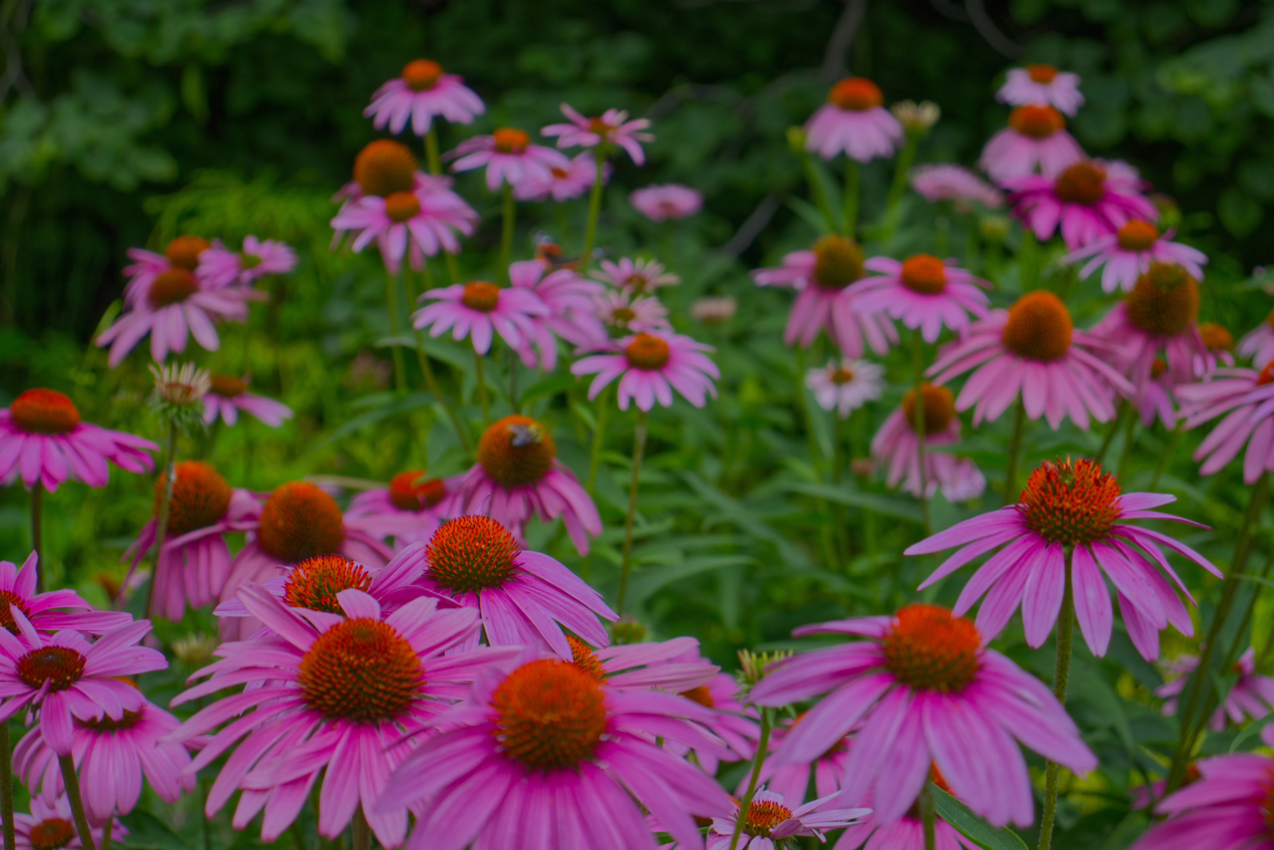A dense patch of vibrant pink and purple coneflowers with prominent, spiky orange centers, set against a background of lush green foliage.