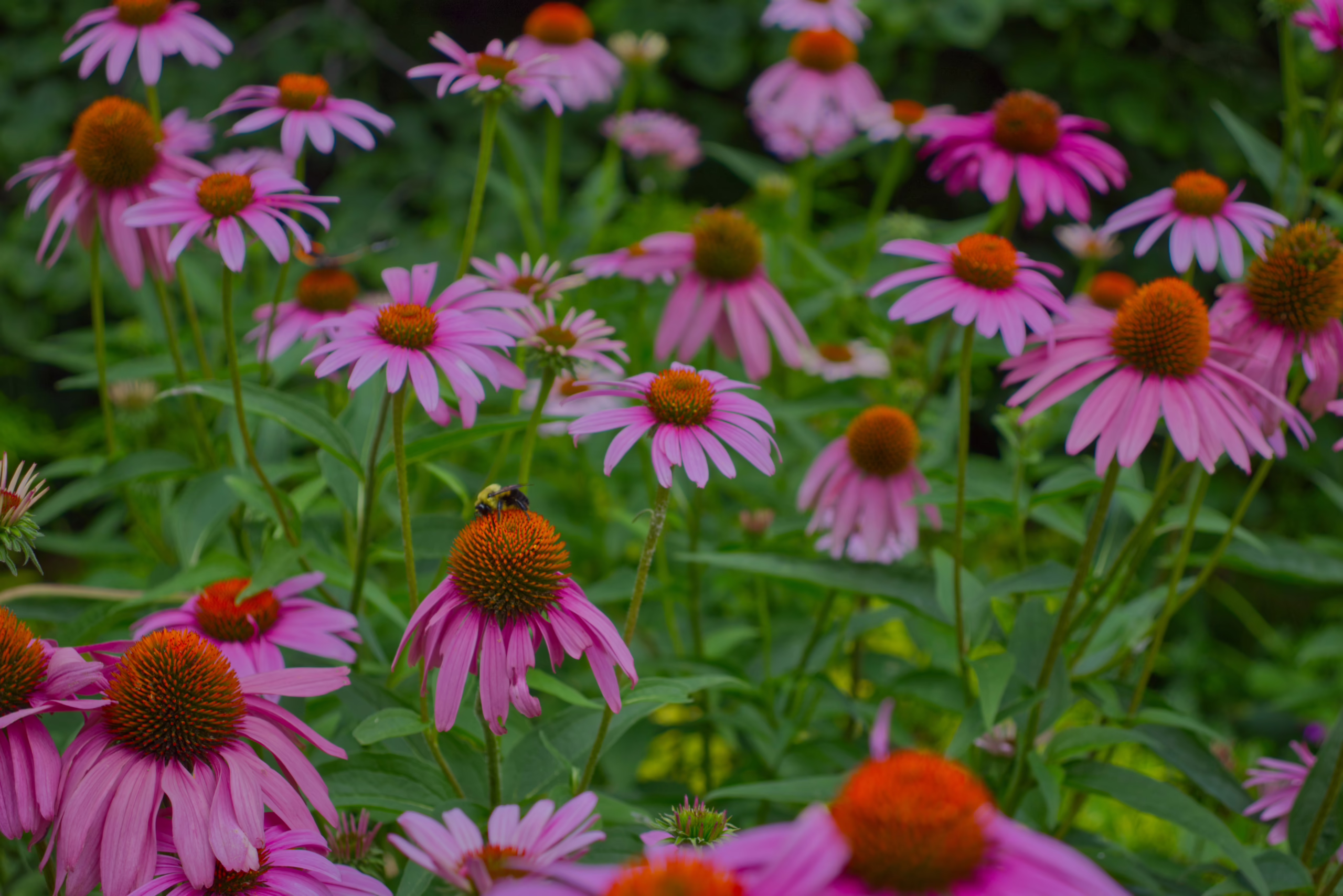 A bumblebee gathers pollen from the large orange center of a purple coneflower in a field of similar flowers.
