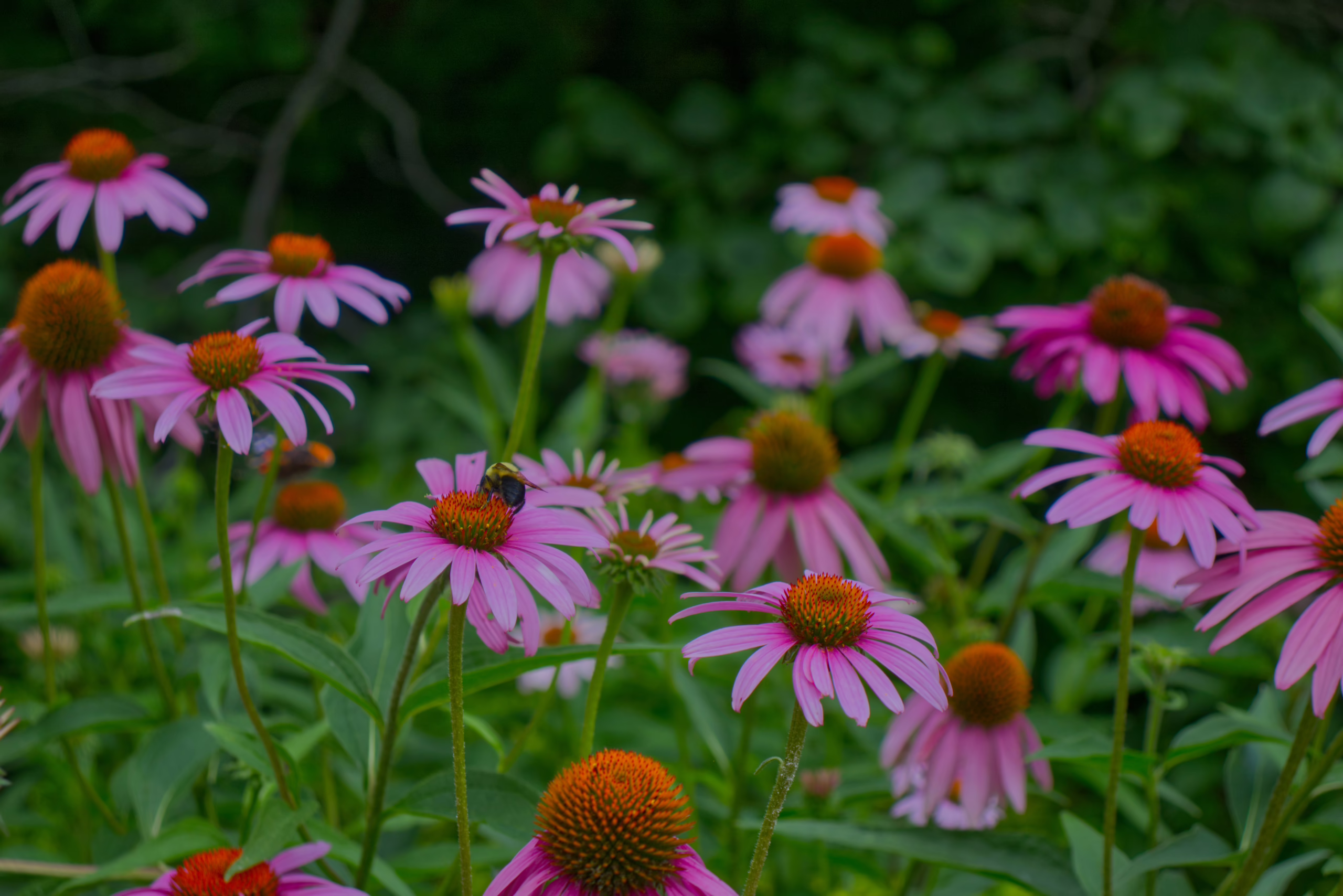 A bumblebee rests on a vibrant purple coneflower, surrounded by other flowers in various stages of bloom against a soft-focus green background.