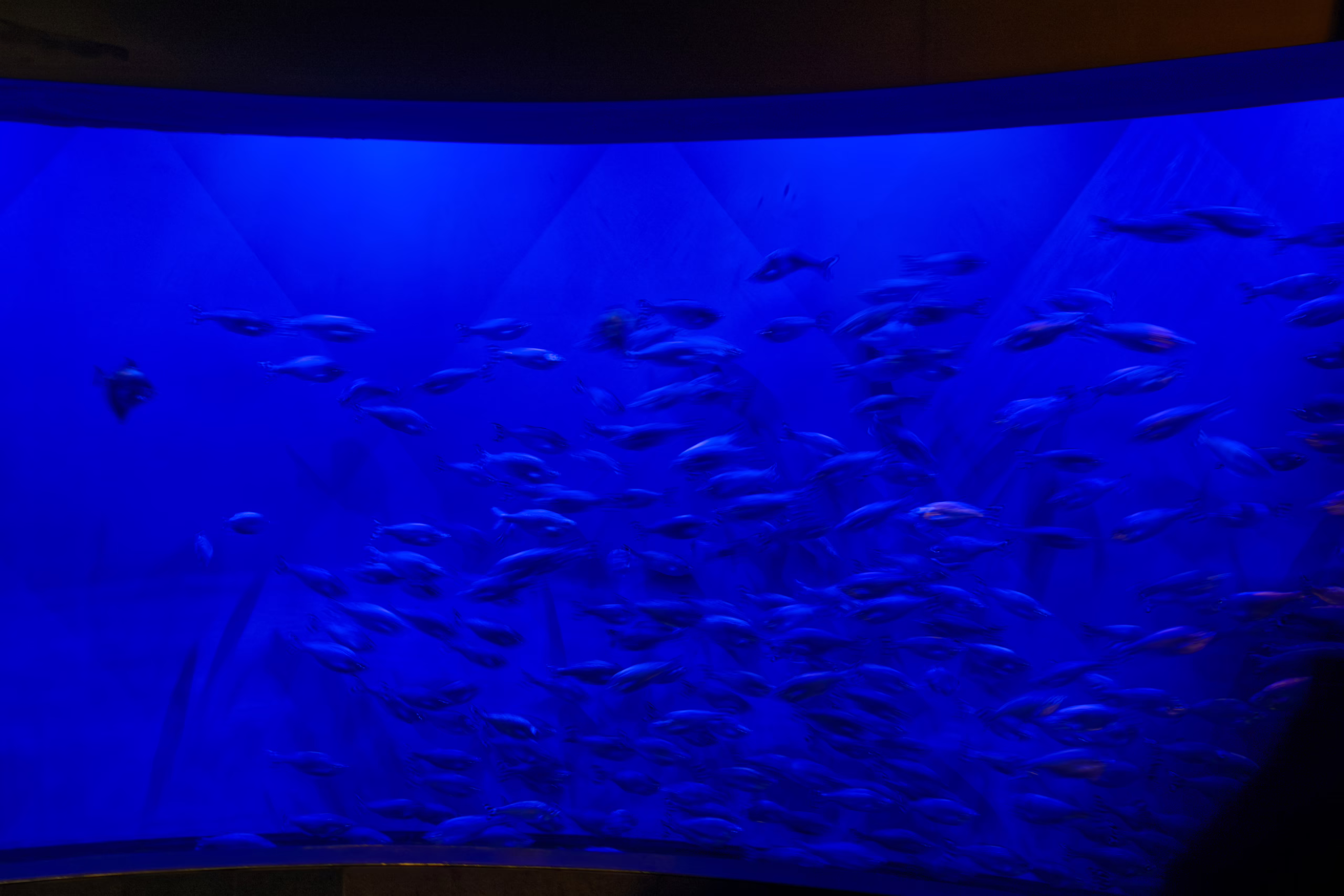 A wide, dark shot of a large aquarium exhibit, where a massive school of small fish glows under a deep blue light, swimming together against the curved back wall.