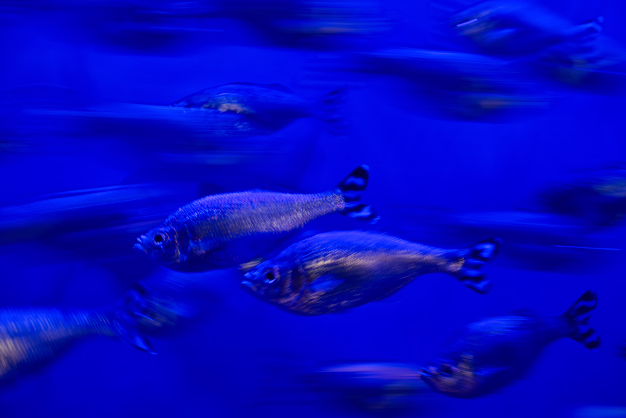 An abstract, motion-blurred photo of fish swimming in an aquarium, creating streaks of movement in the deep blue water, with two fish near the center slightly more in focus.