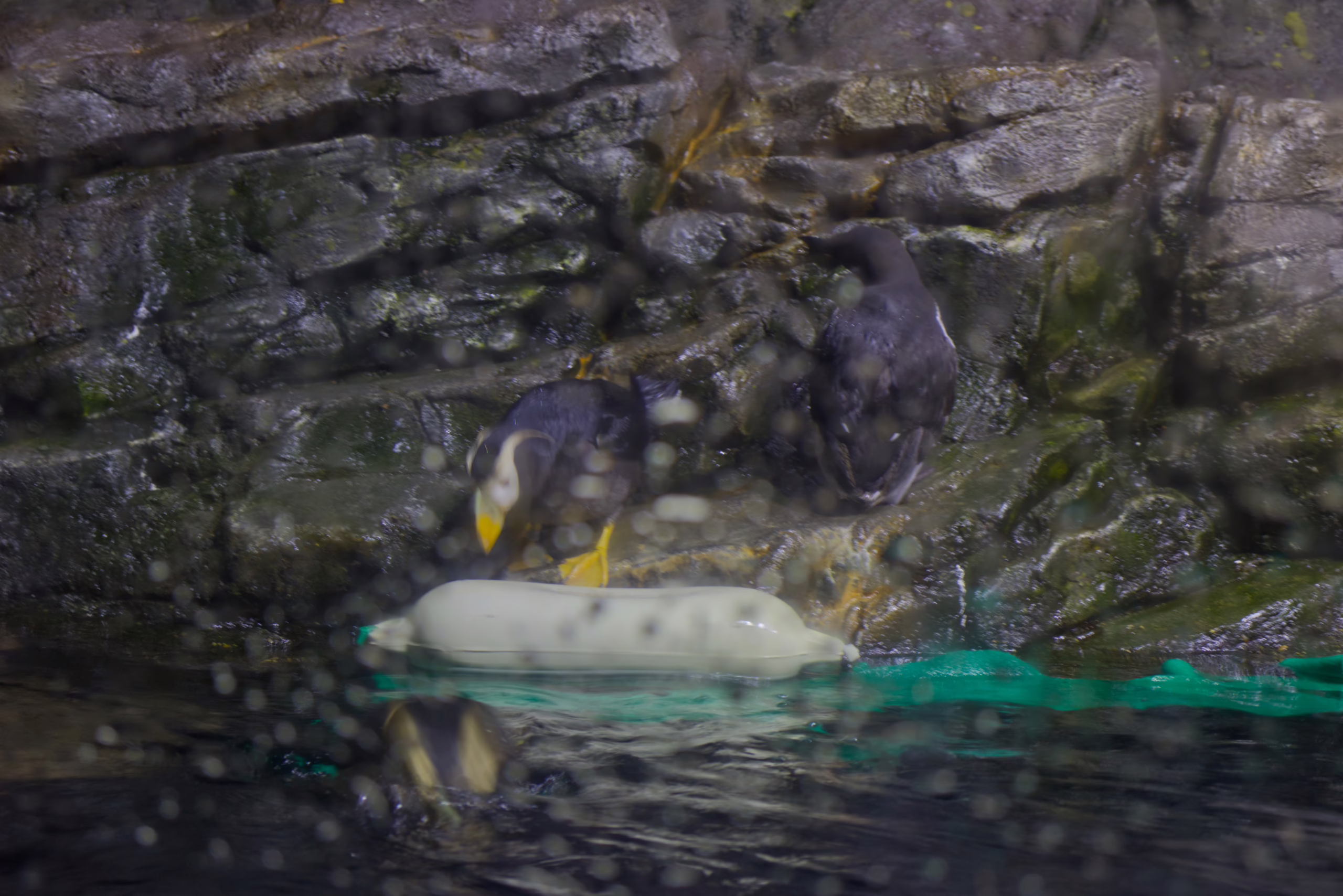 Two puffins with bright yellow beaks stand on a wet, rocky ledge next to the water in their enclosure, their reflections visible on the surface.