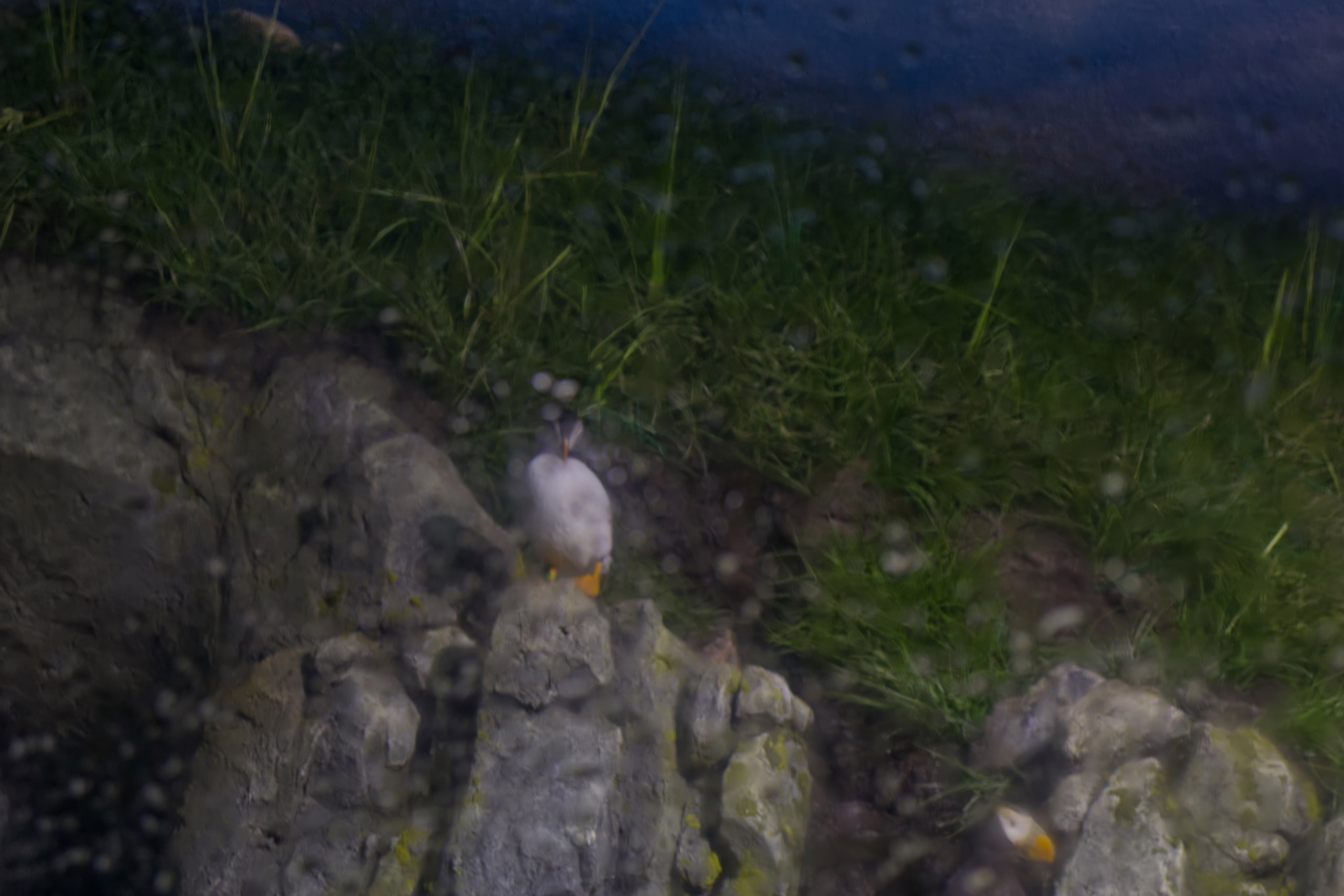 A view through a misty or water-splashed window into a puffin habitat, showing a puffin standing on a rocky ledge with a grassy bank behind it.