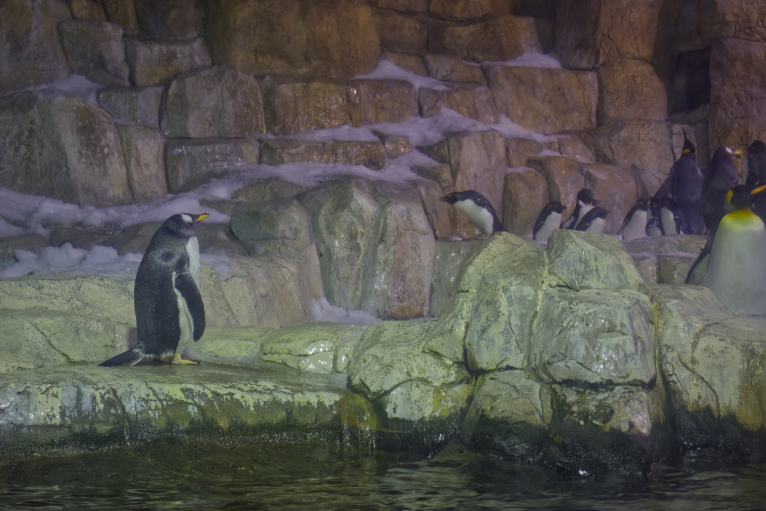 A Gentoo penguin stands on a rocky ledge next to the water in its habitat, with a larger colony of penguins gathered on the snowy rocks in the background.