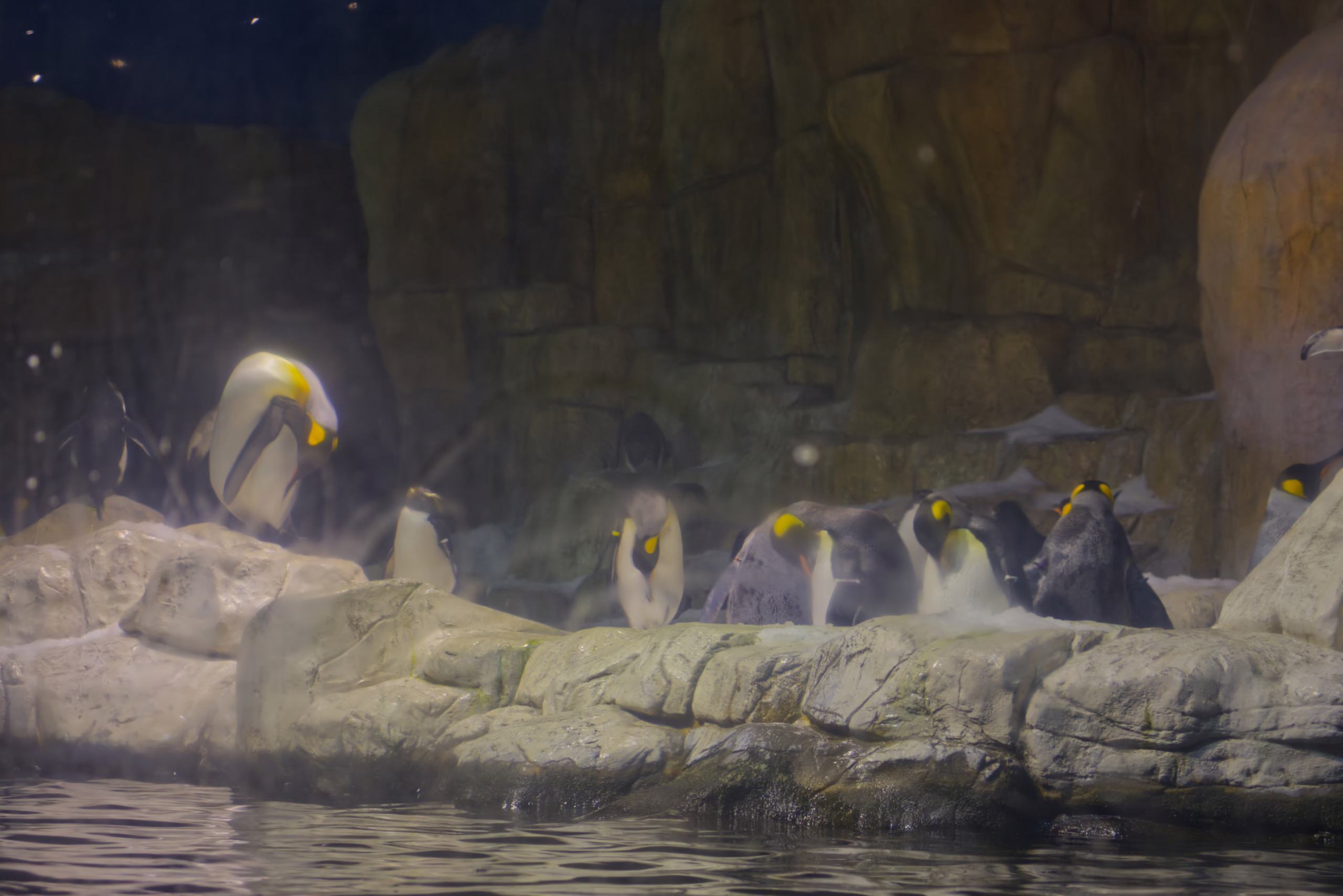 A group of king penguins stands on a rocky shore in their misty enclosure, with one preening its vibrant yellow and orange neck feathers.