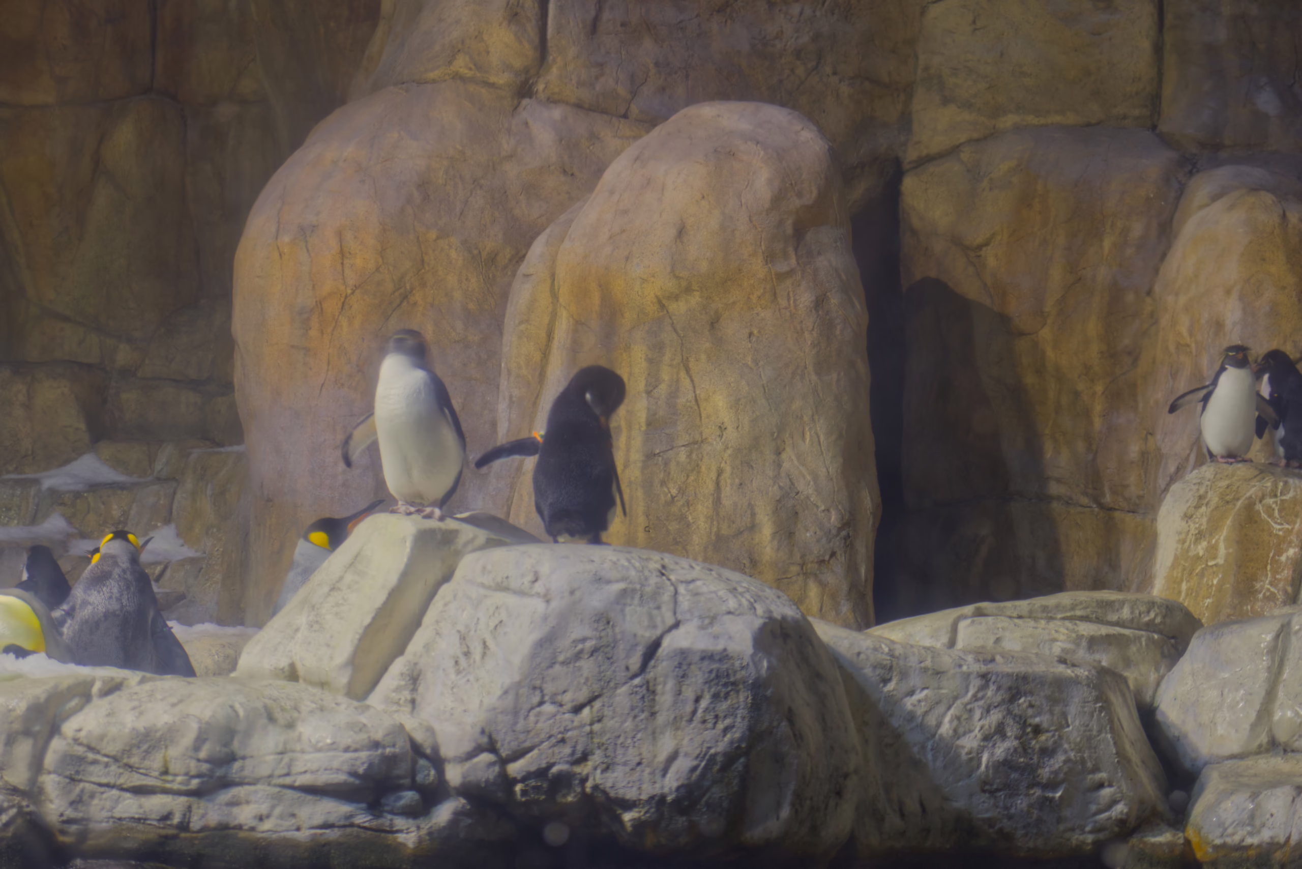 A fluffy, dark gray penguin chick stands on a rock next to an adult penguin in a habitat filled with other penguins on a rocky landscape.