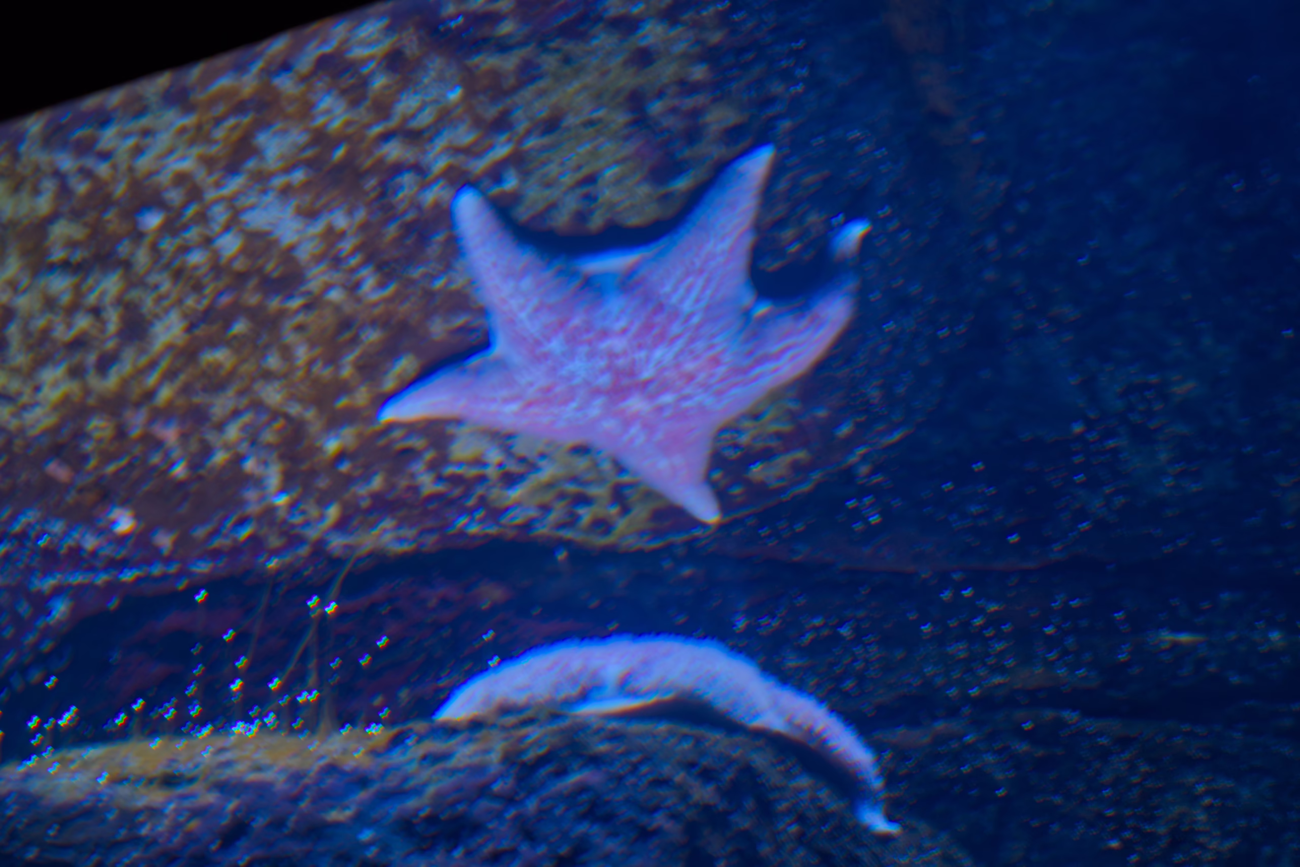 An underwater photograph of a purple starfish with white spots attached to a rock in a dark blue aquarium.