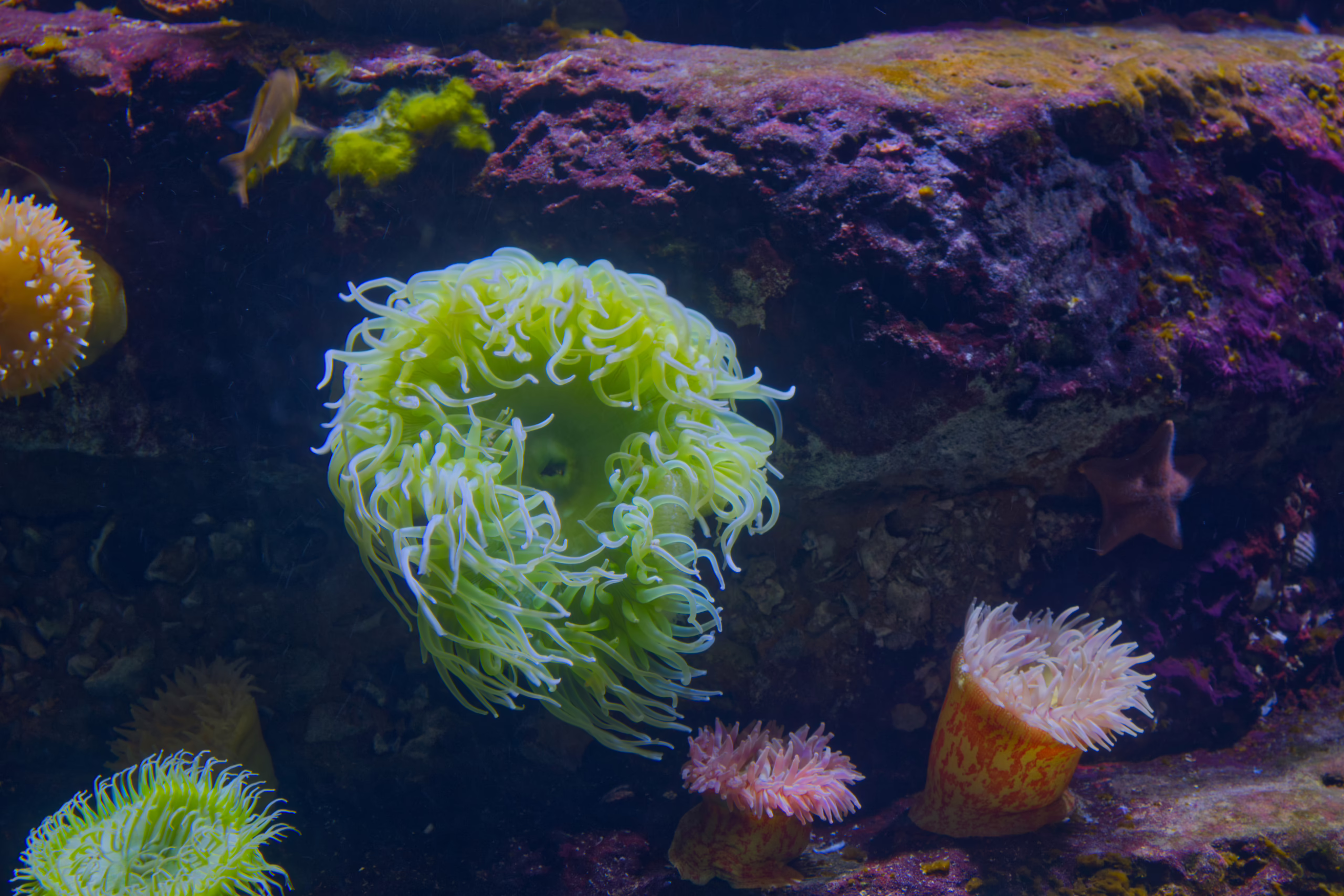 A vibrant underwater scene featuring a large, glowing green sea anemone surrounded by smaller pink and orange anemones on a colorful purple coral reef.