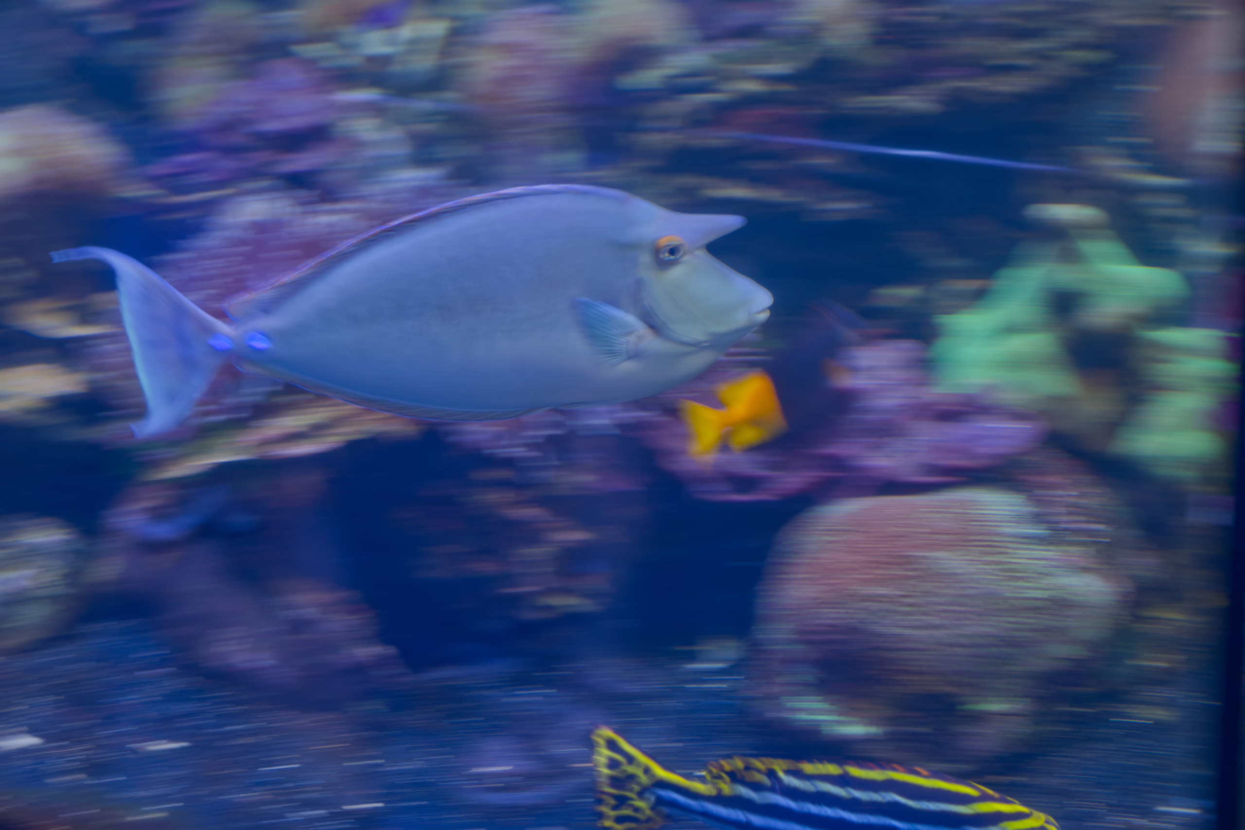 A motion-blurred photo of a bluish-grey unicornfish swimming through a colorful aquarium, with its distinctive horn and bright orange eye highlighted.