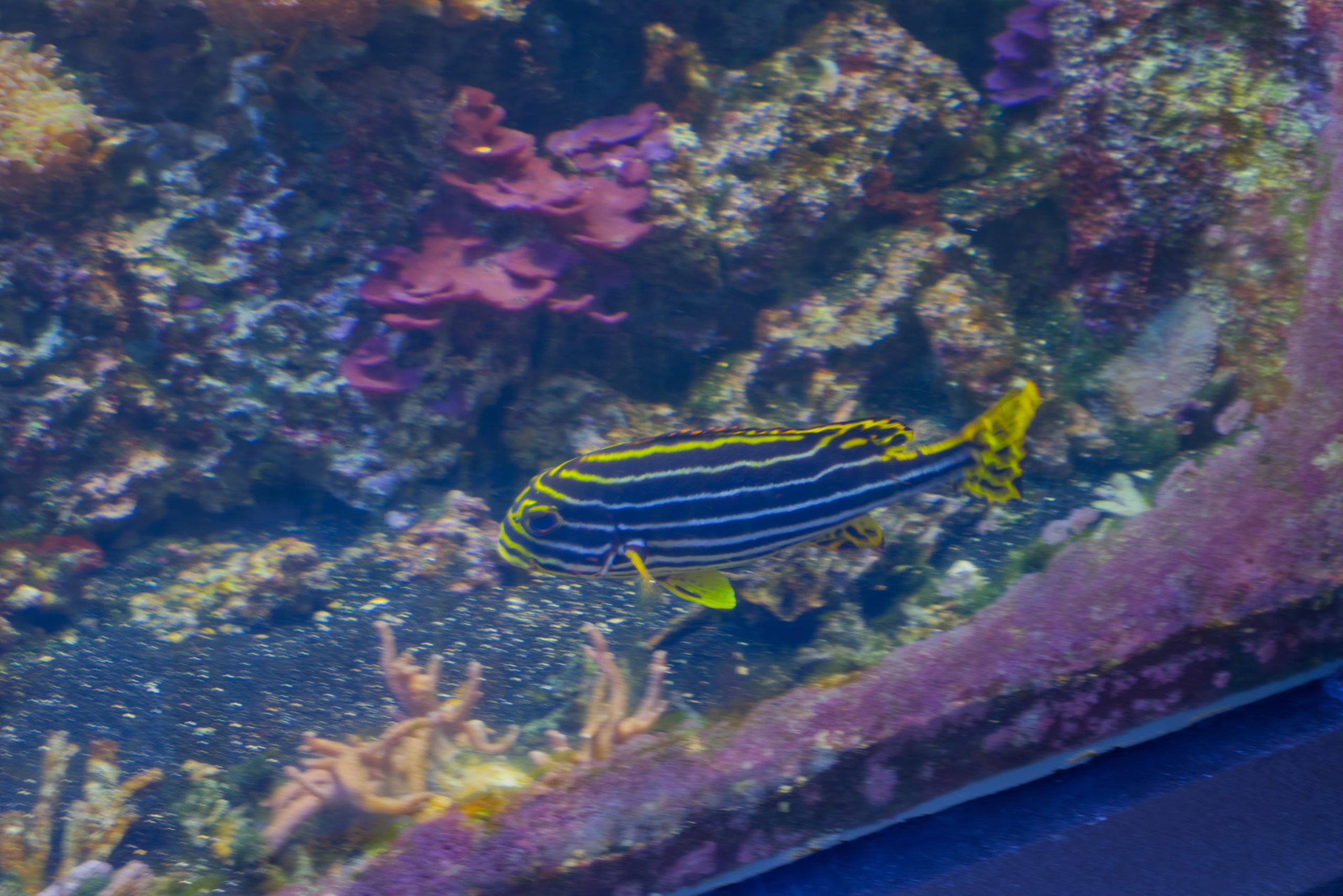 A fish with bold yellow and black horizontal stripes swims past a colorful coral reef in an aquarium tank.