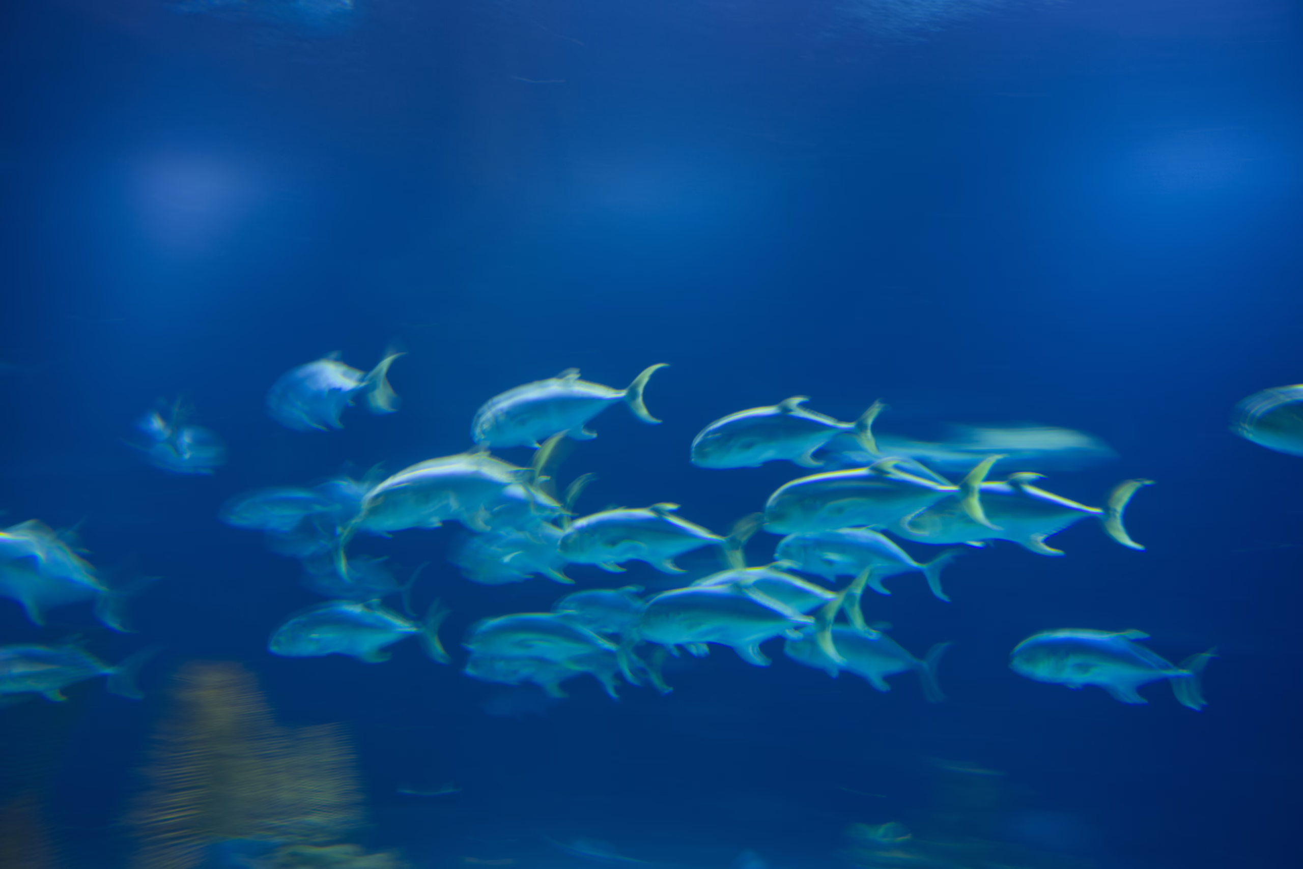 A large school of silvery fish swims in unison through the vast, deep blue water of an aquarium exhibit.