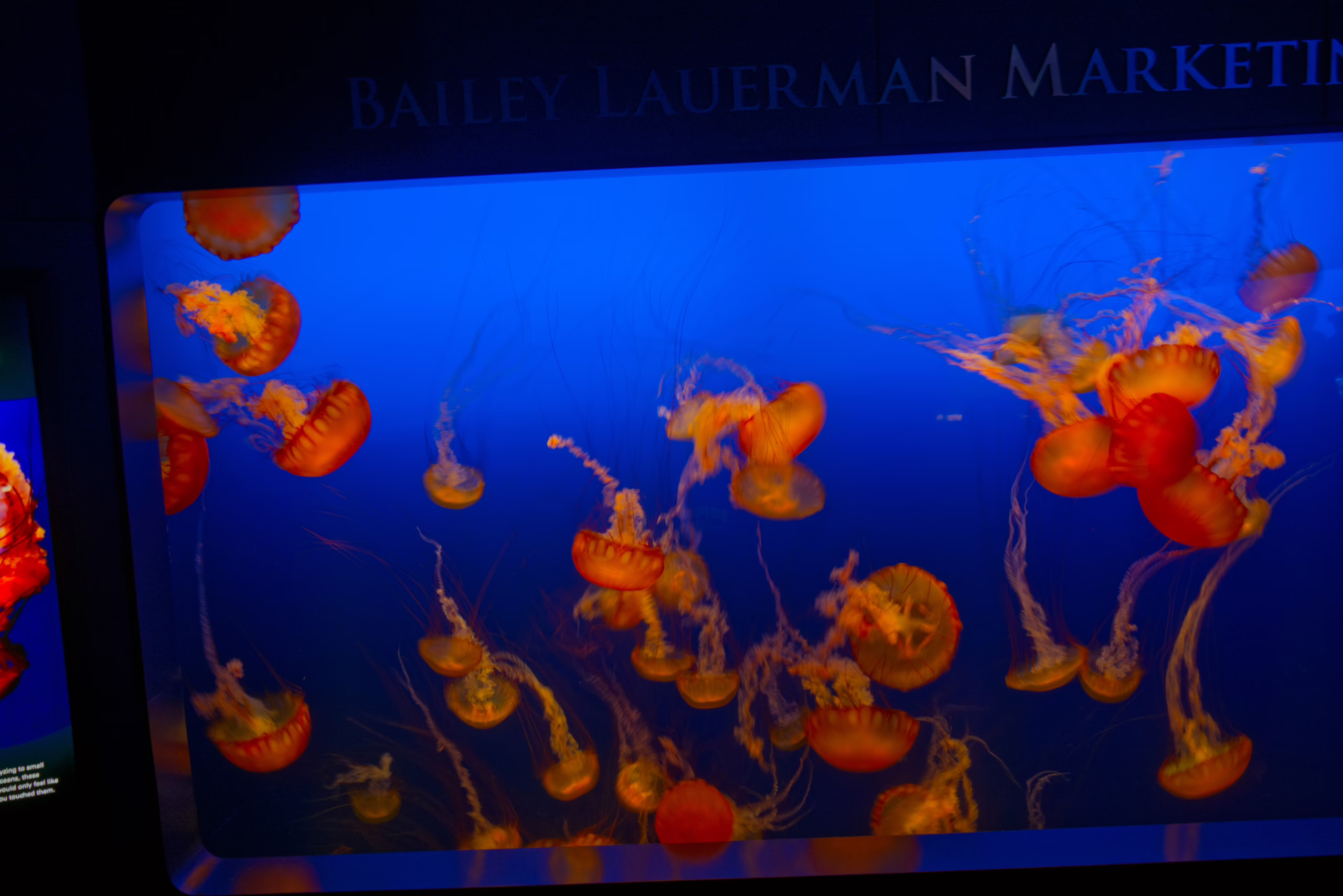 A rectangular aquarium filled with dozens of orange sea nettle jellyfish gracefully floating against a brilliant blue background.