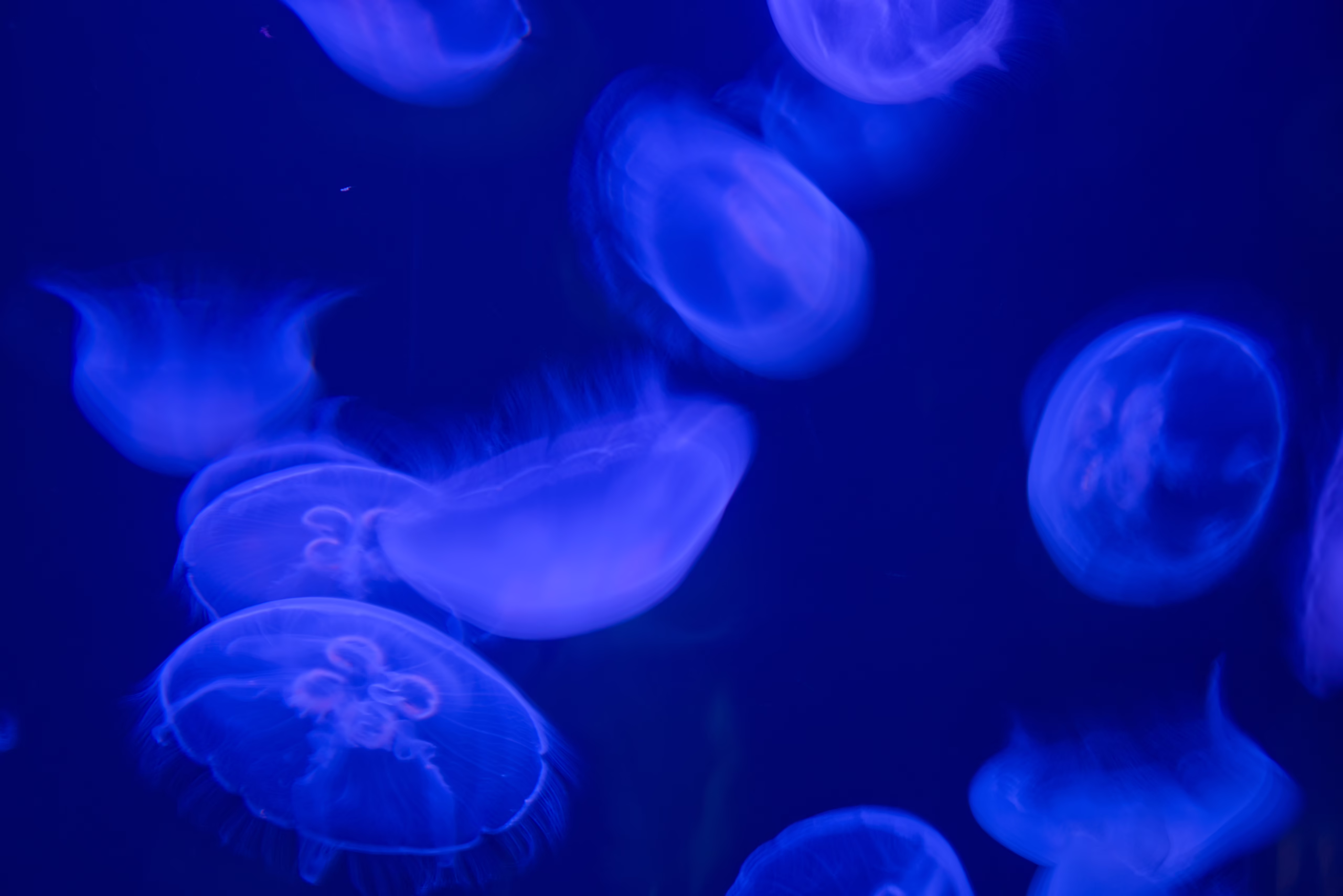 An ethereal, close-up photograph of several translucent moon jellyfish glowing with a soft purple light as they drift through dark blue water.