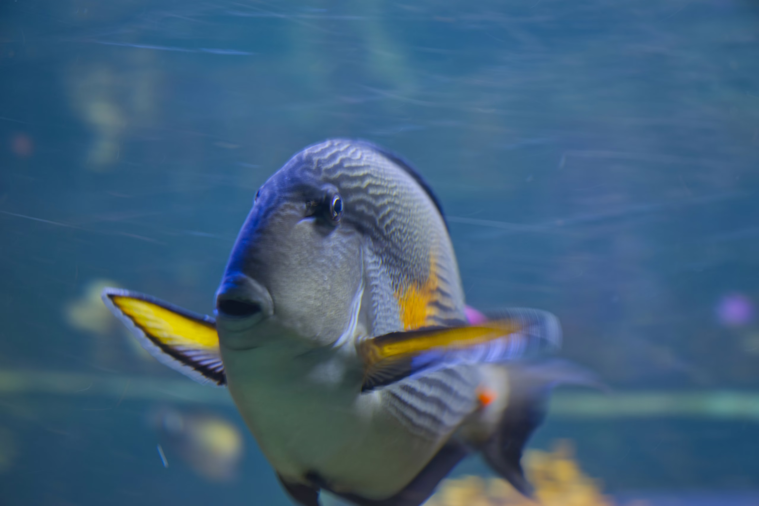 A head-on photograph of a surgeonfish in an aquarium, showing its detailed facial patterns and bright yellow pectoral fins extended as it swims towards the camera.