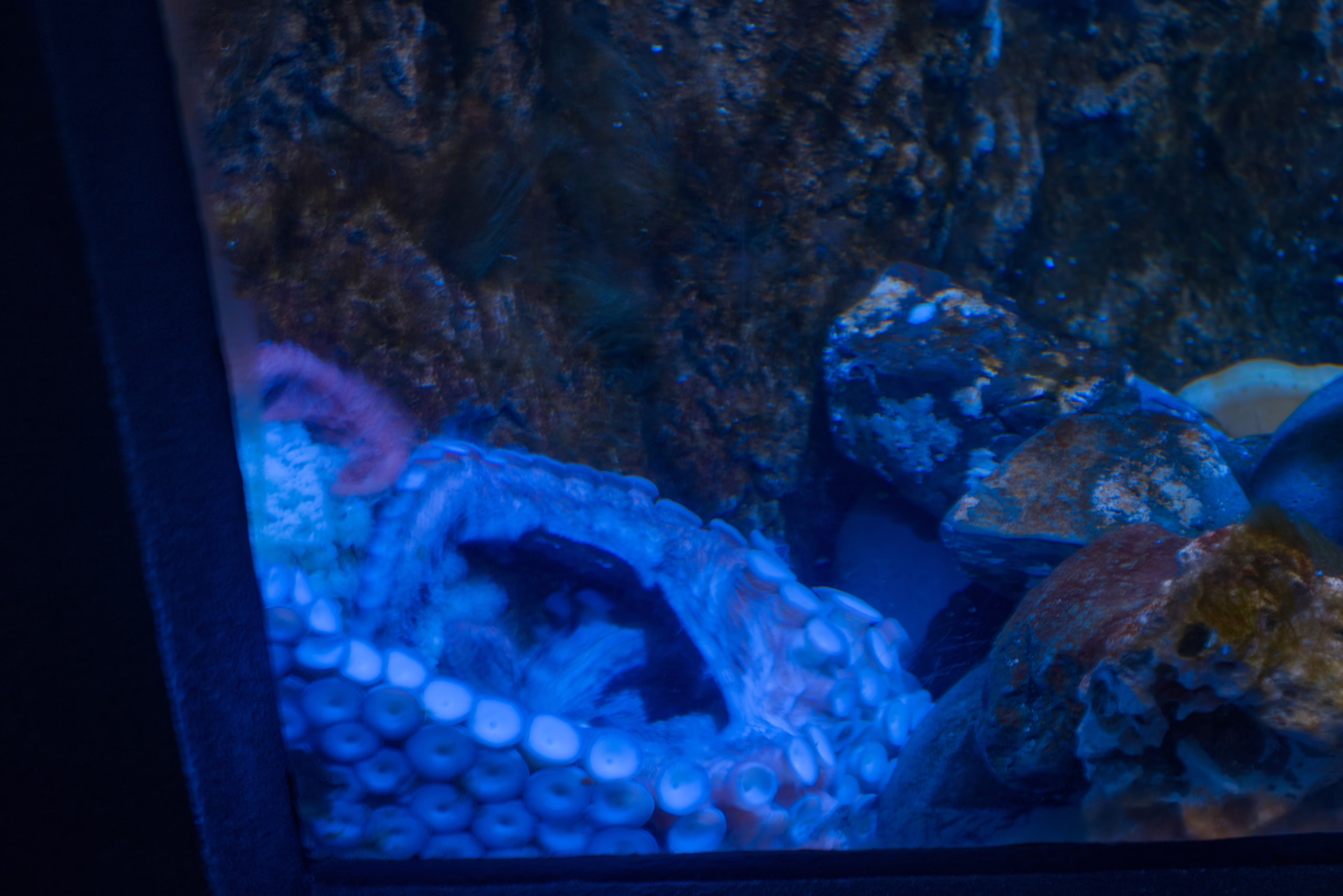 The tentacles of an octopus, covered in visible white suckers, are seen curled at the entrance of a rocky cave in an aquarium tank under blue lighting.