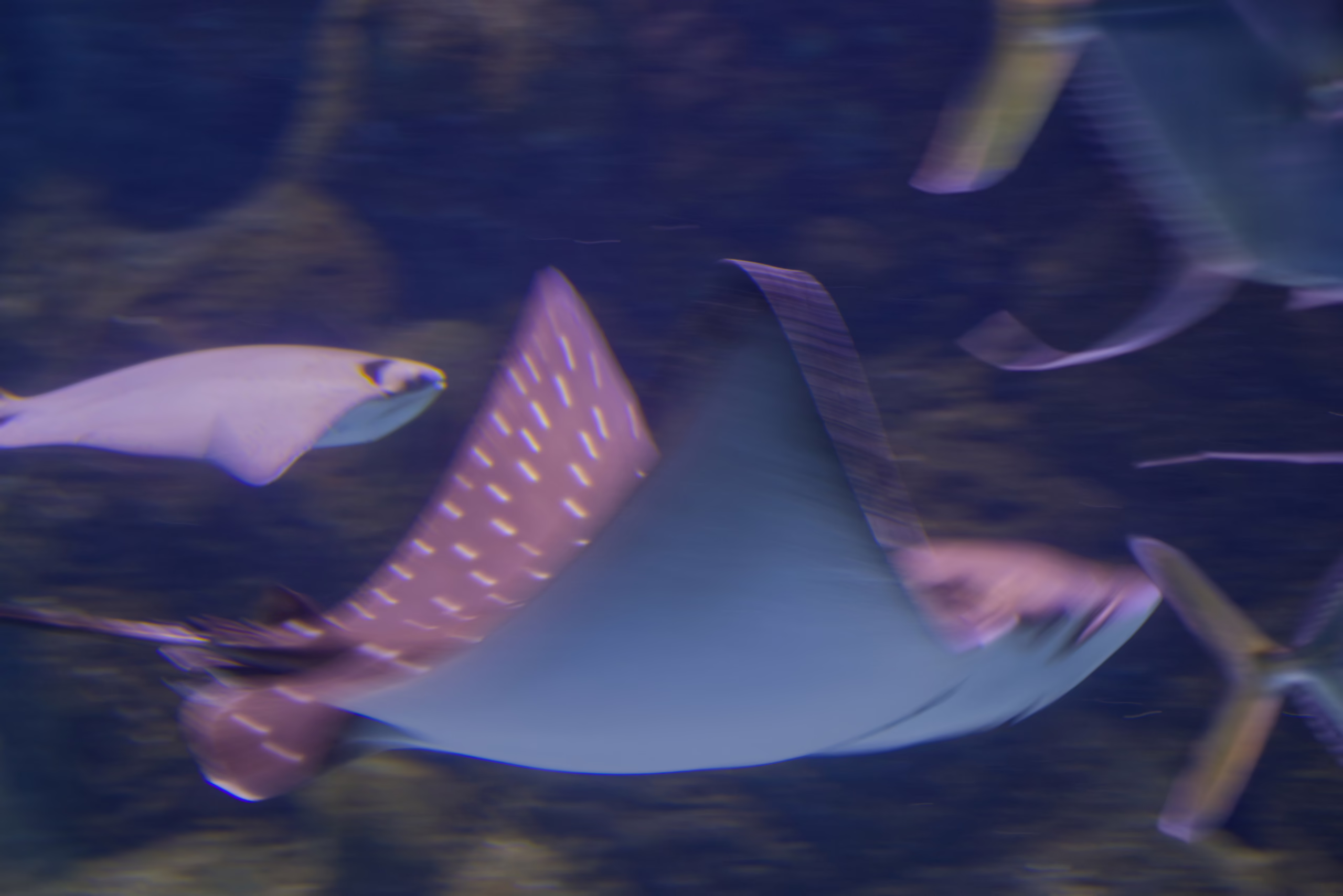 A motion-blurred photo of a spotted eagle ray swimming, with its distinctive pattern of white spots on its dark wings visible as it glides through the water.