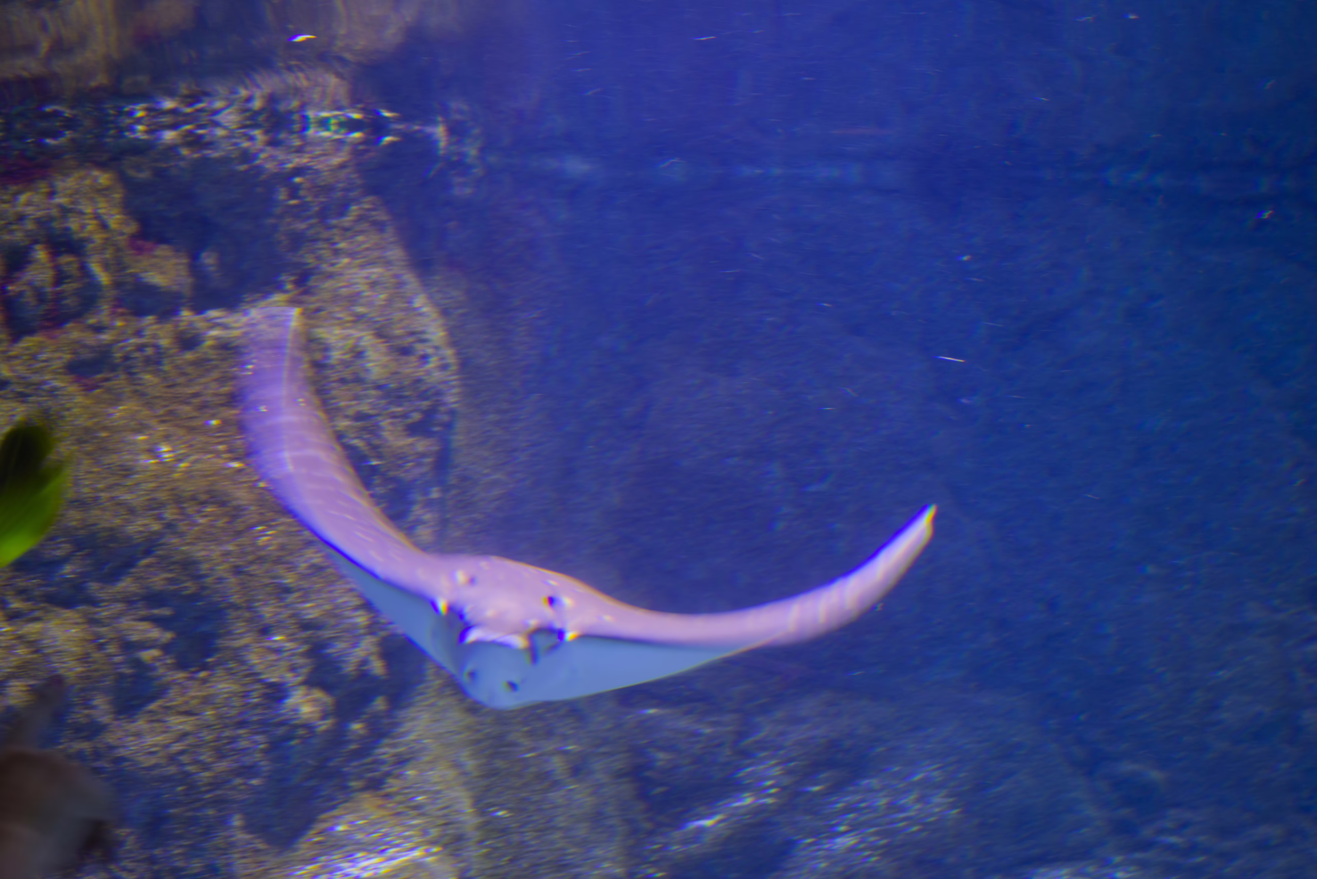 A cownose ray glides gracefully through the deep blue water of an aquarium, its wings curved in motion.