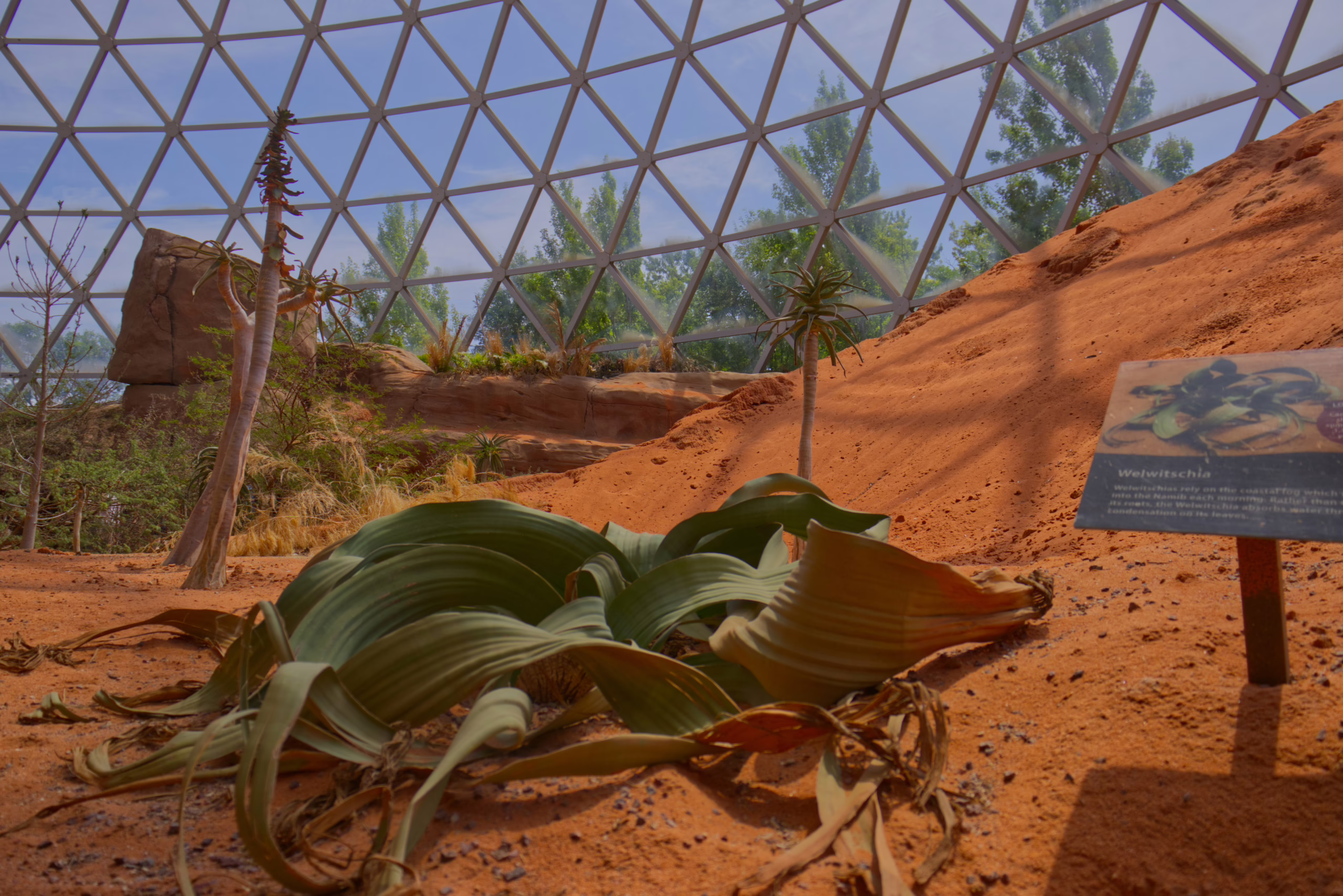 Inside a large geodesic dome, a Welwitschia plant with long, wide, strap-like leaves rests on the orange sand of a desert exhibit, with an identification sign next to it.