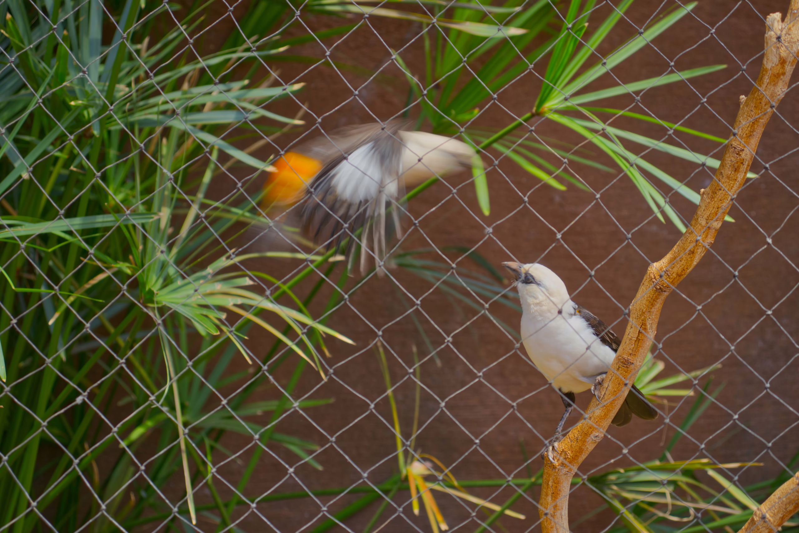 In an aviary, one white-headed buffalo weaver sits on a branch while another is captured in a blur of motion as it flies past, revealing a flash of orange on its underwings.