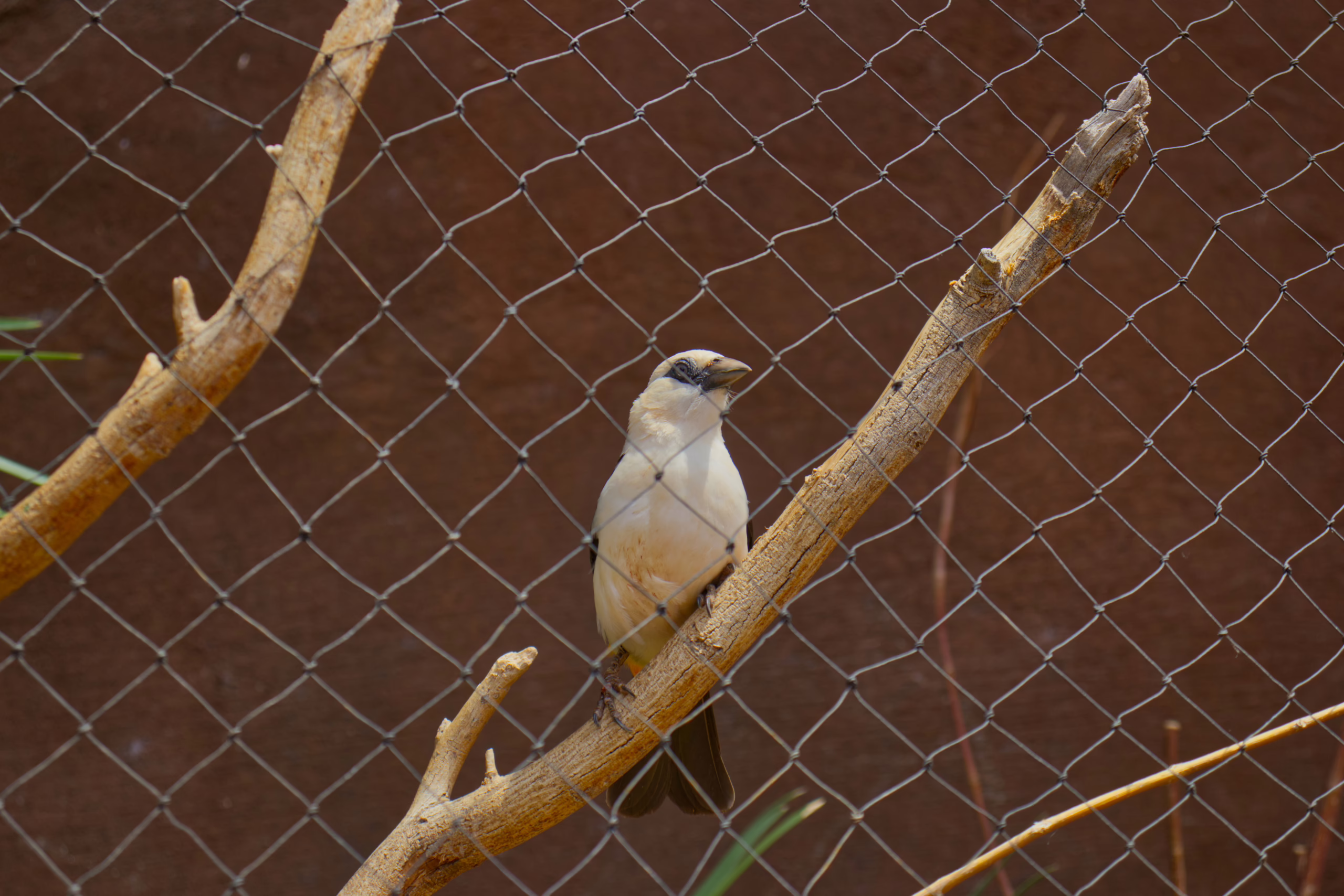 A white-headed buffalo weaver, a bird with a stark white head and a dark beak, perches on a bare branch inside an aviary with a chain-link fence background.