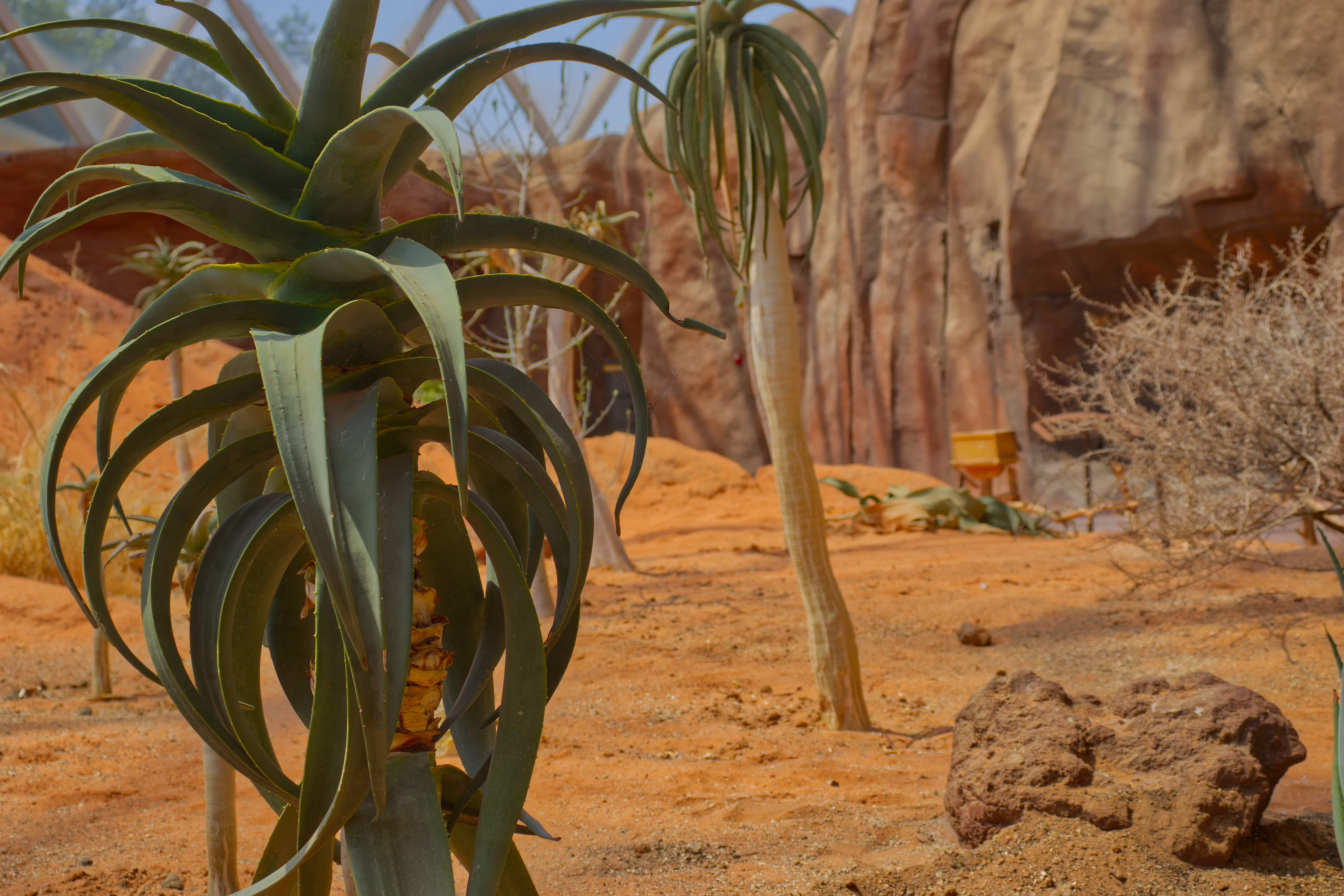 A close-up of a large, green succulent plant with thick, curving leaves growing in the sandy soil of an indoor desert exhibit, with rock formations in the background.