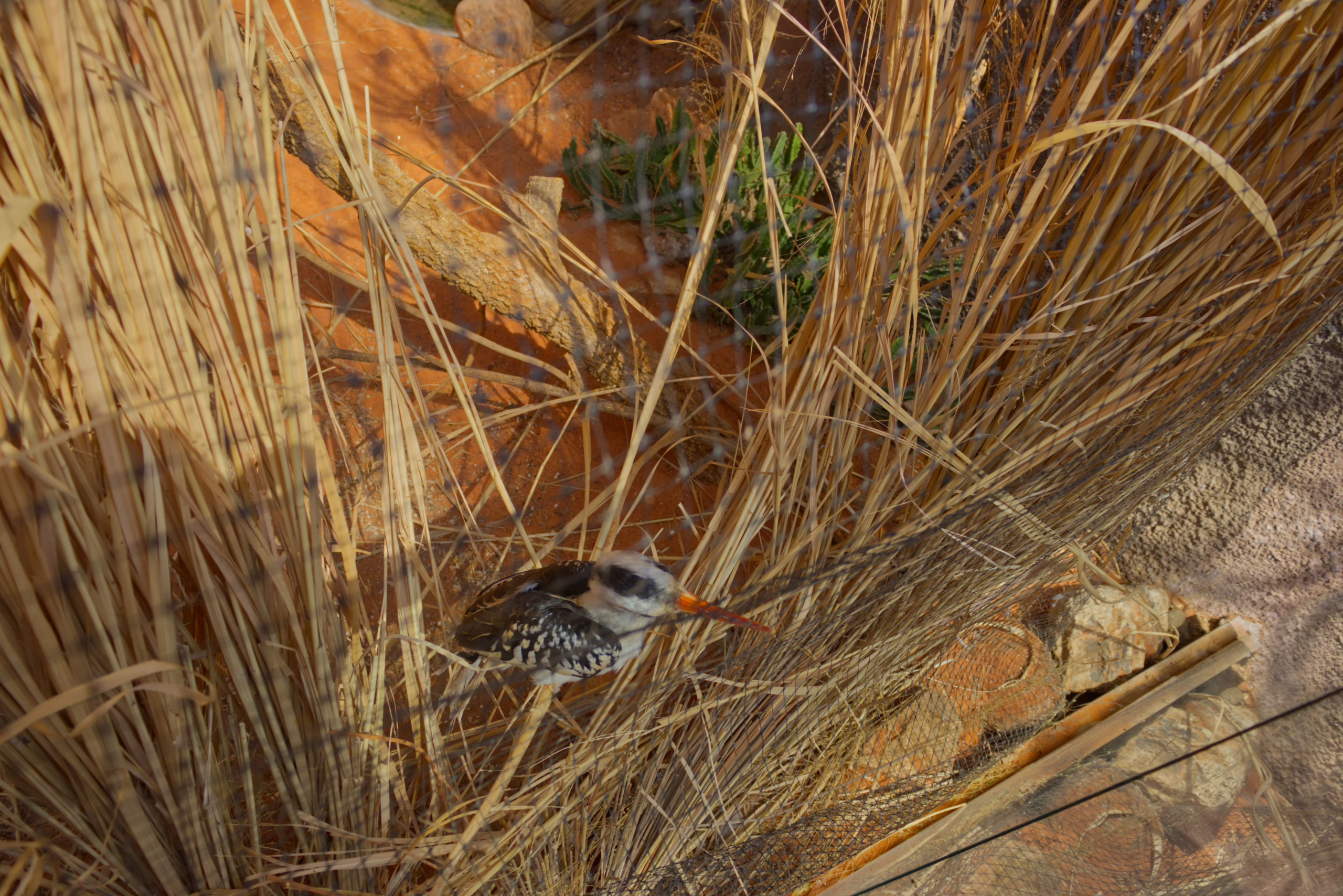 A red-billed hornbill is mostly hidden within a dense patch of tall, dry grass in a sandy habitat, with only its head and distinctive beak clearly visible.