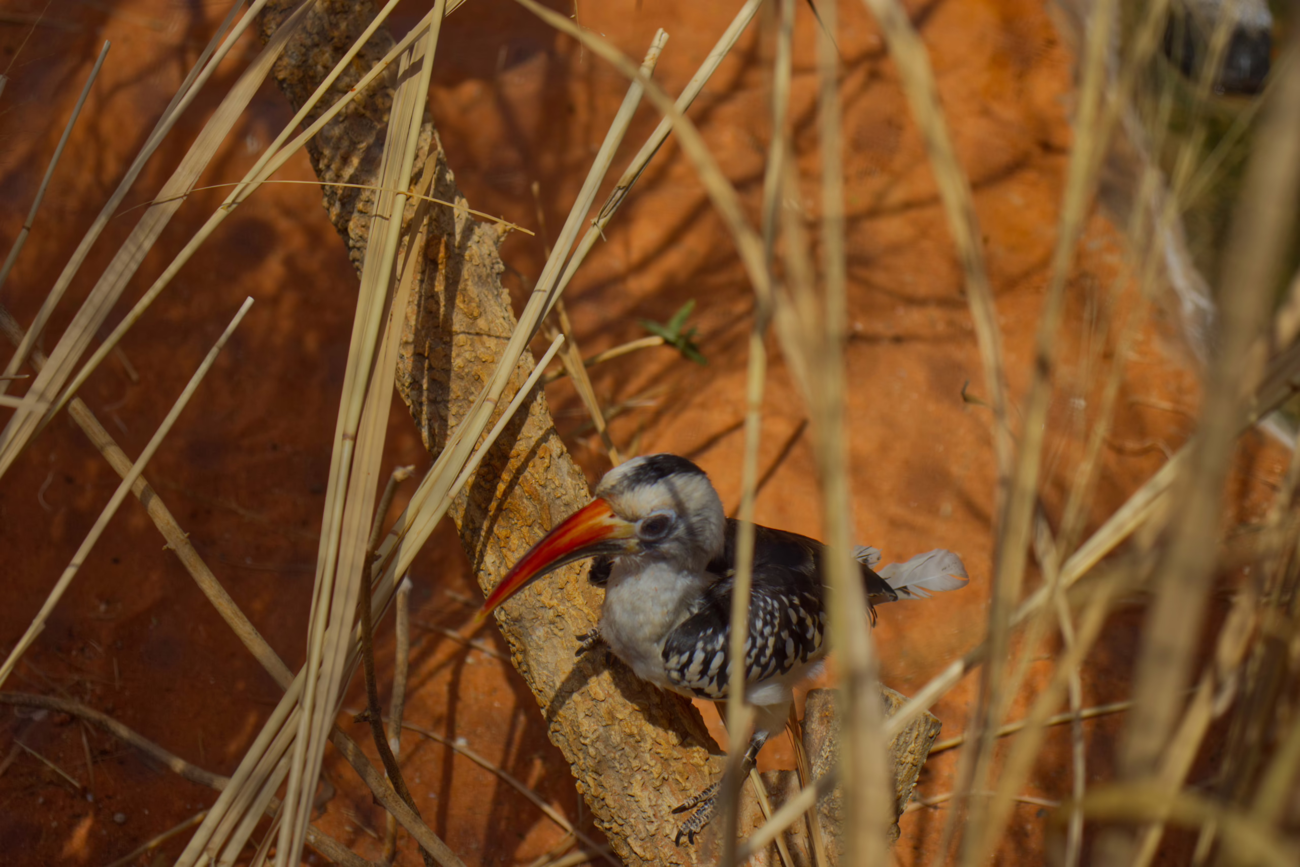 A red-billed hornbill, a bird with a large, curved red beak and speckled feathers, is seen through dry grasses as it sits on a branch.
