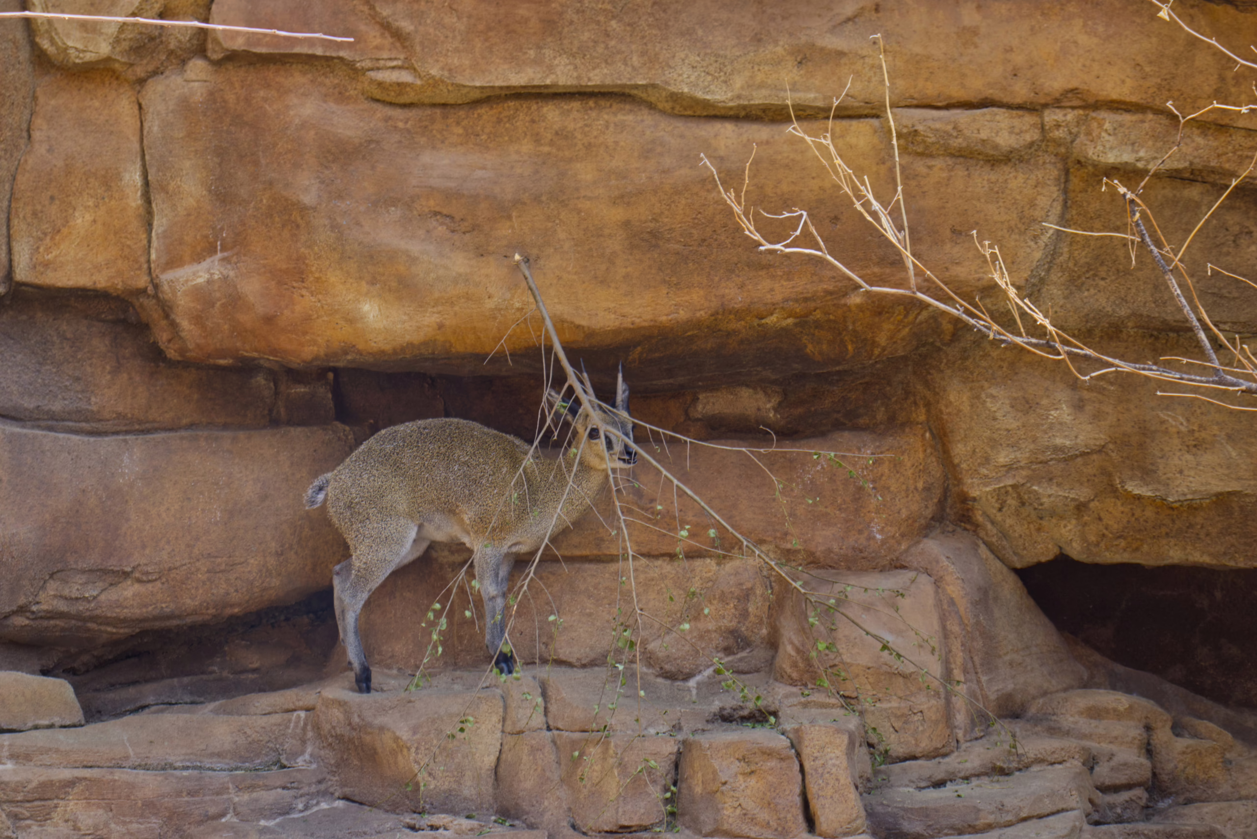 A small, deer-like klipspringer with a speckled coat stands on a rocky outcrop in its enclosure, nibbling leaves from a thin, dry branch.
