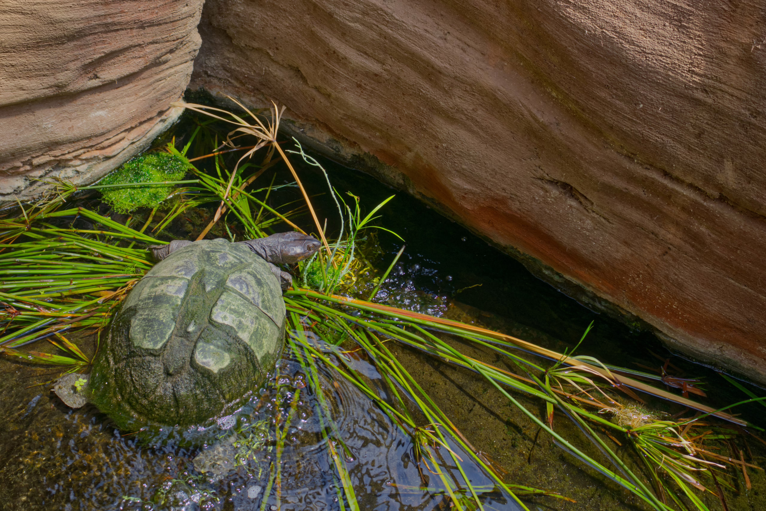 A turtle with a patterned, algae-covered shell sits in shallow, clear water amongst long blades of green grass, near the edge of a rock formation.