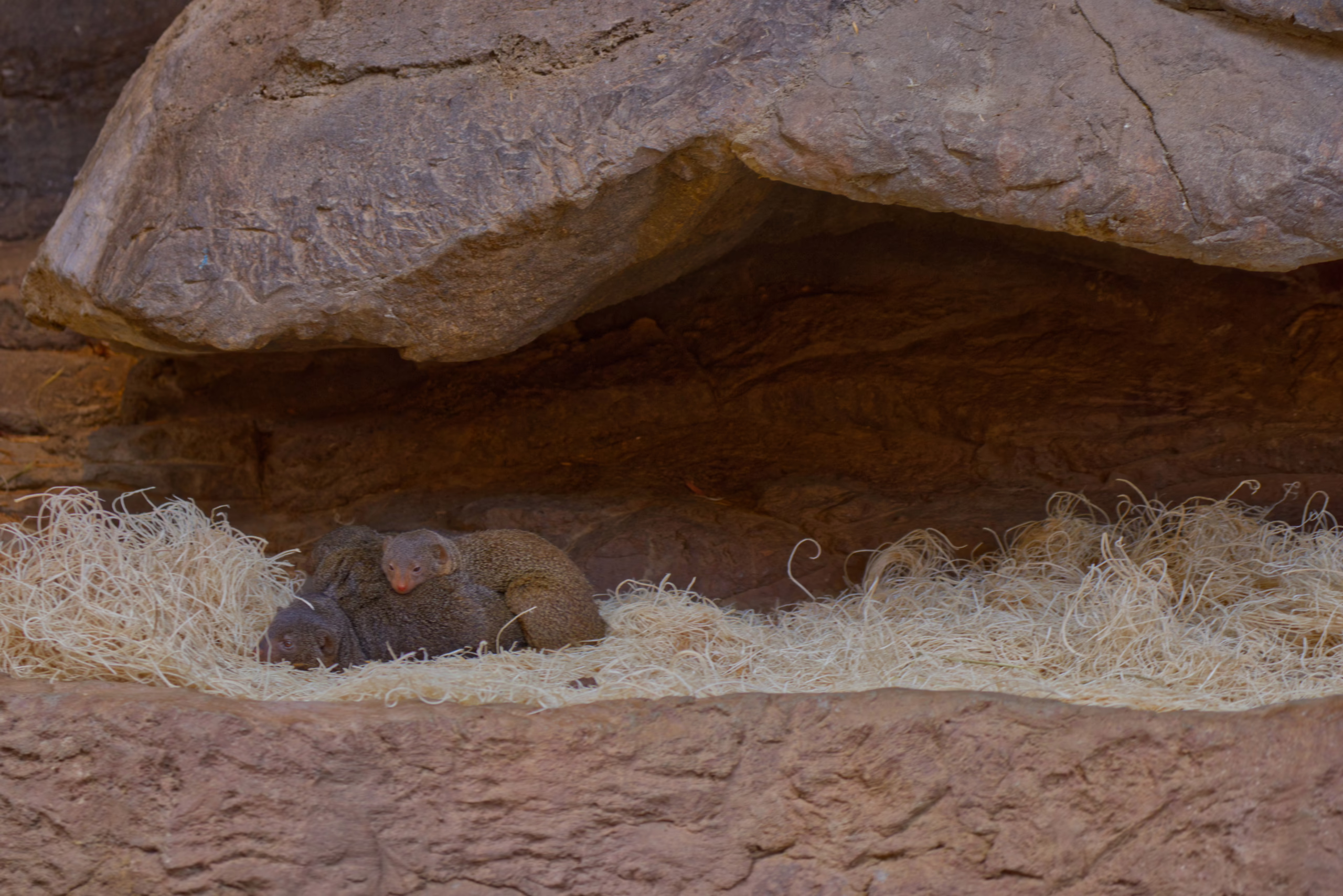 A group of small, furry mongooses huddles together on a bed of dry grass in a den underneath a large rock overhang.