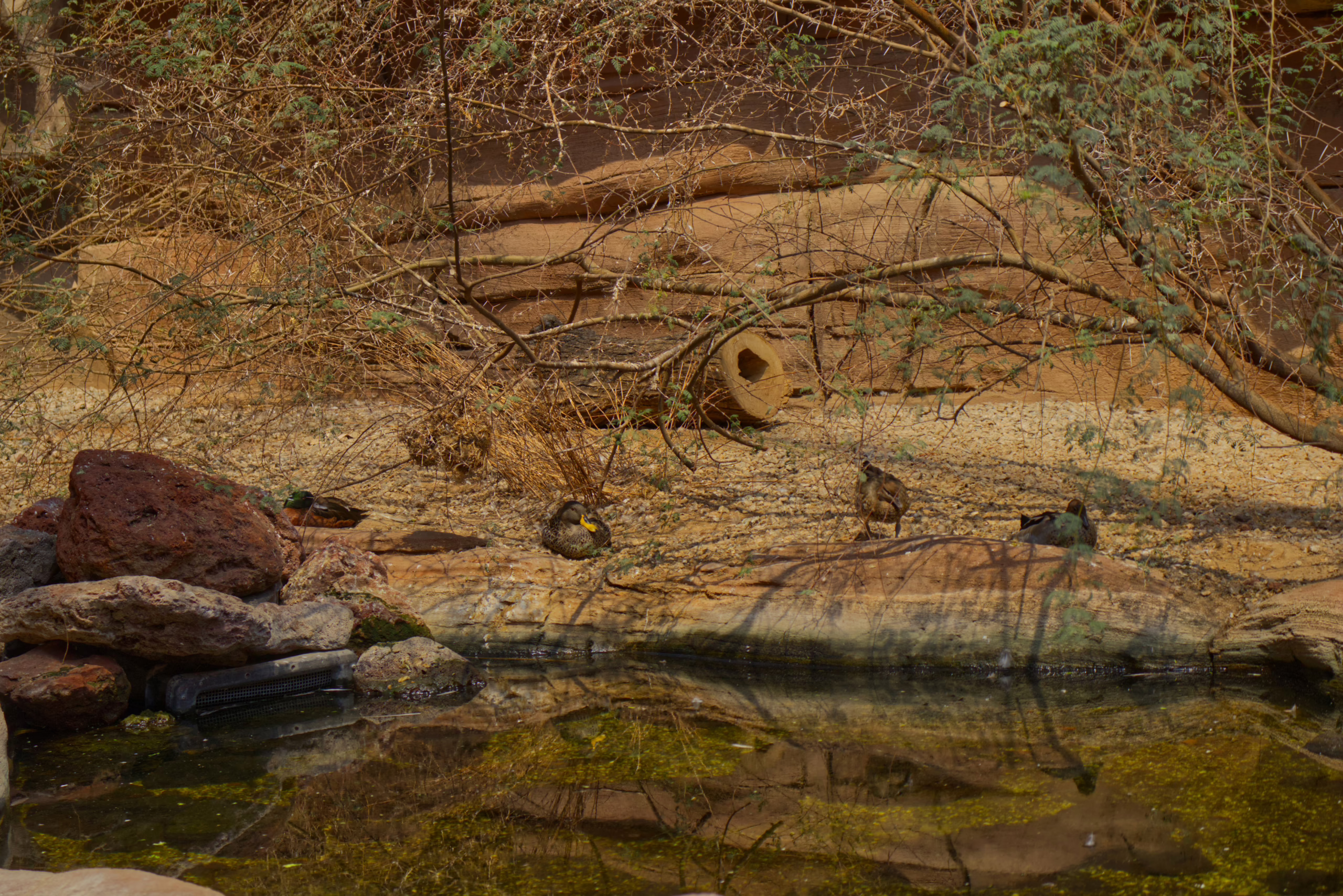 Four ducks rest on the rocky and sandy bank of a small pond in a dry, scrubland-like environment.