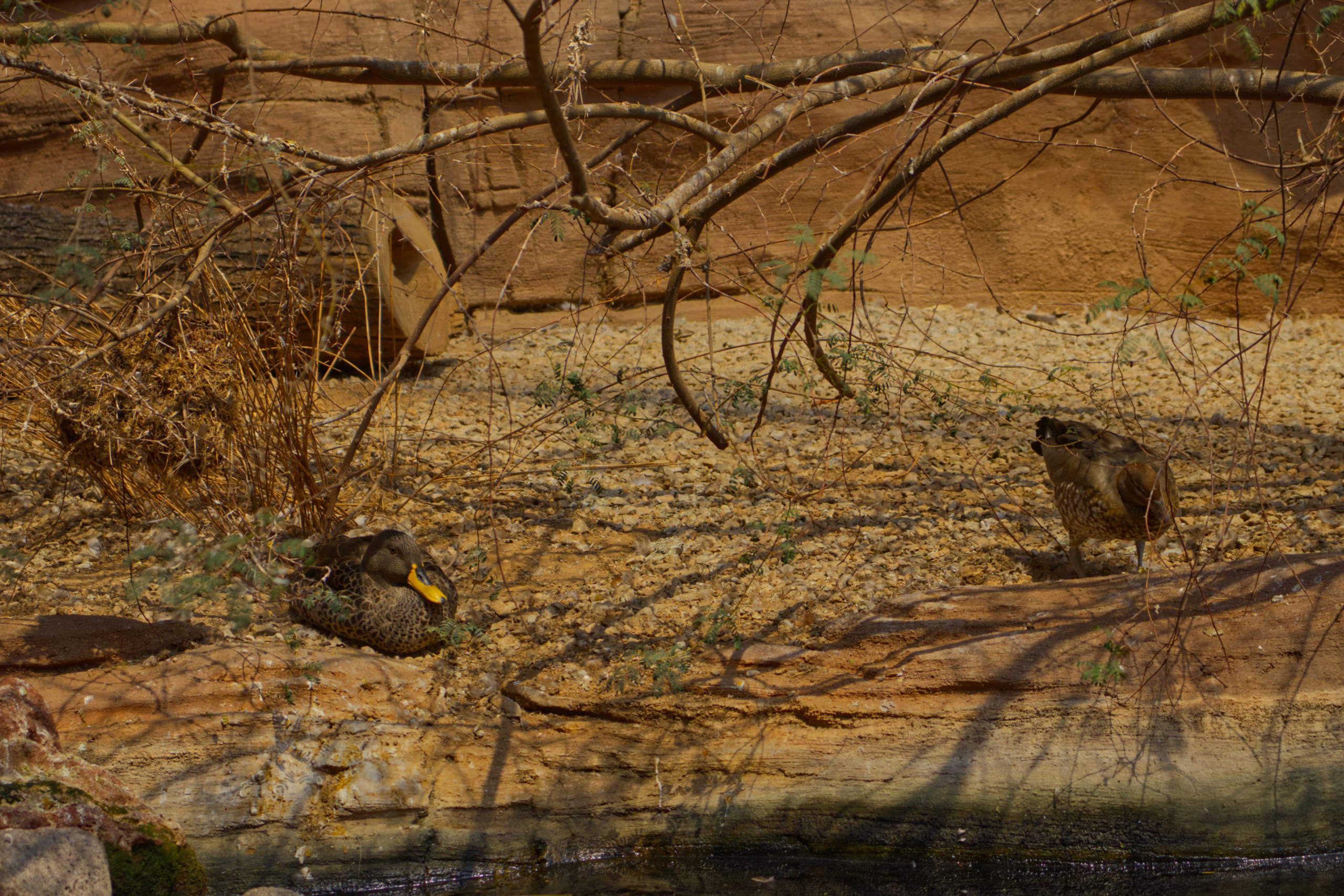 A brown duck with a bright yellow bill rests on a sunny riverbank, while another duck stands in the background among dry branches.