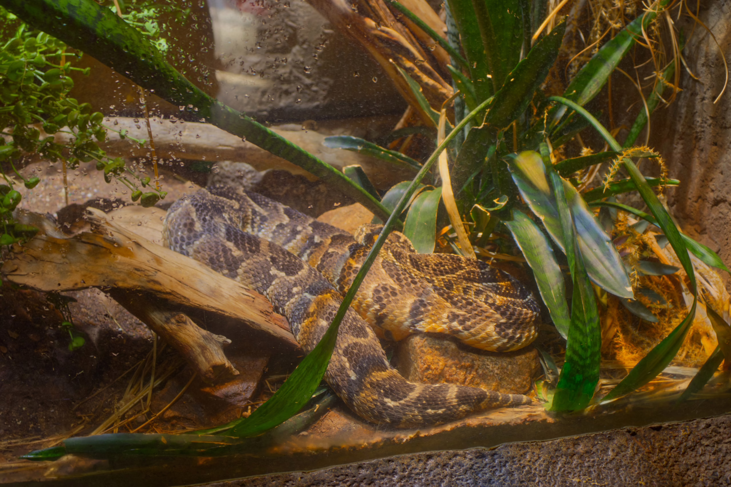 A large timber rattlesnake with a prominent diamond pattern is coiled up on a piece of wood in its terrarium, partially obscured by green leaves in the foreground.