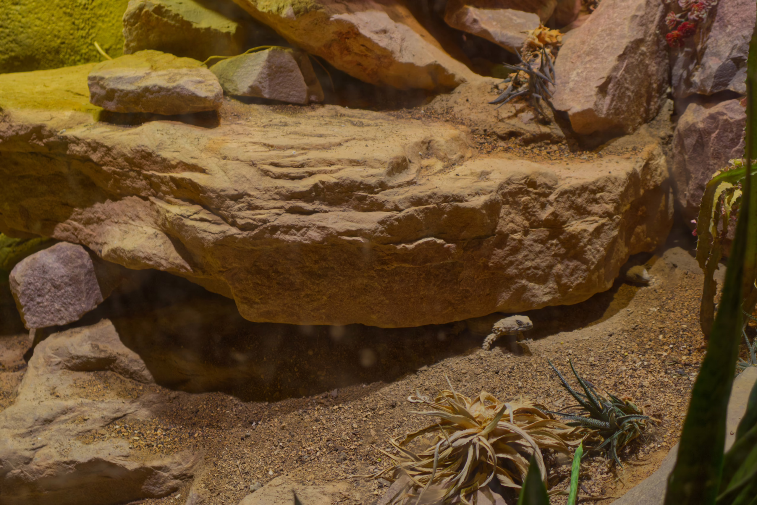 A small, well-camouflaged lizard stands on the sandy ground in the shadow of a large rock overhang in a desert-themed habitat.