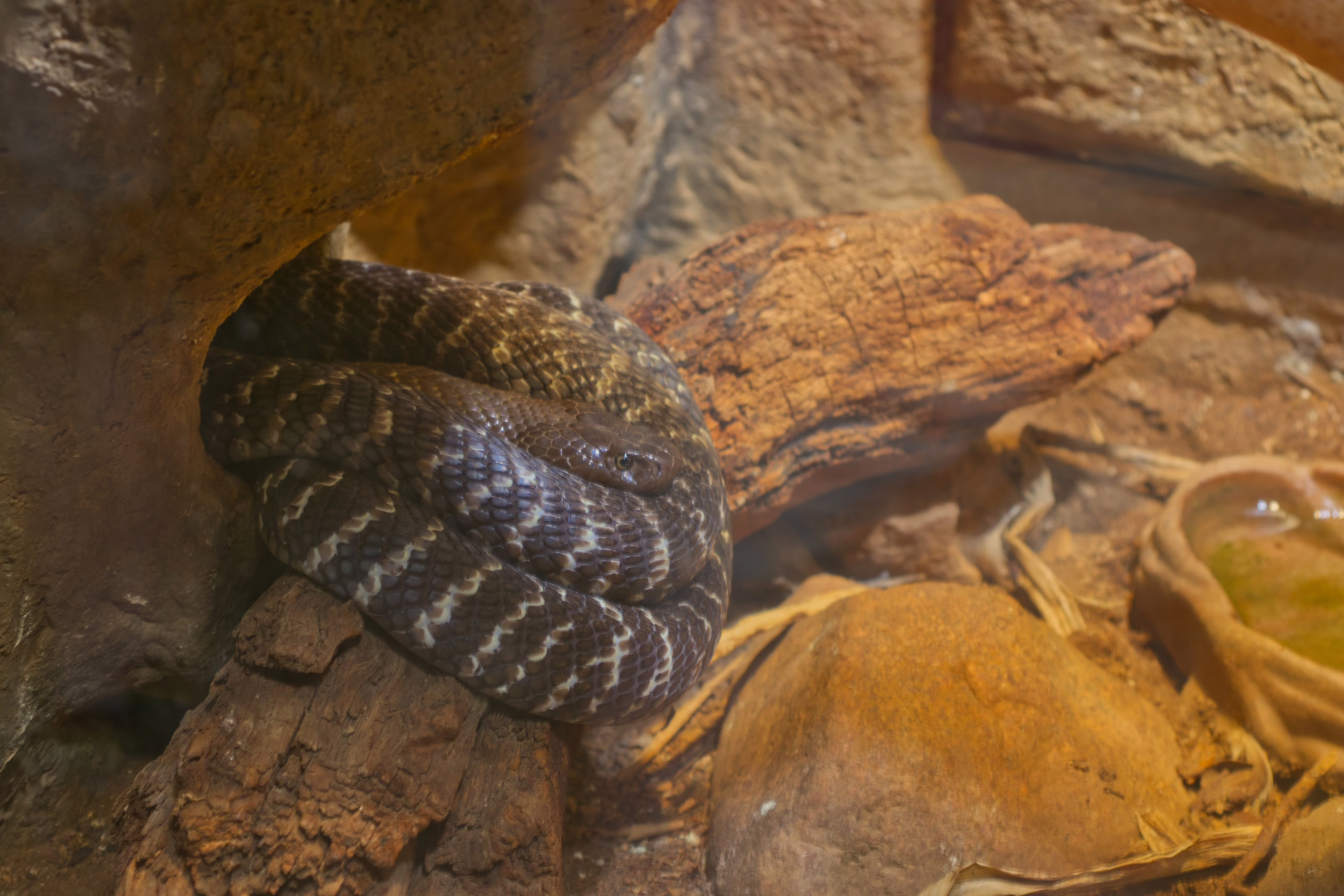 A dark snake with a light-colored wavy pattern along its body is tightly coiled in a dark crevice between a rock and a piece of wood.