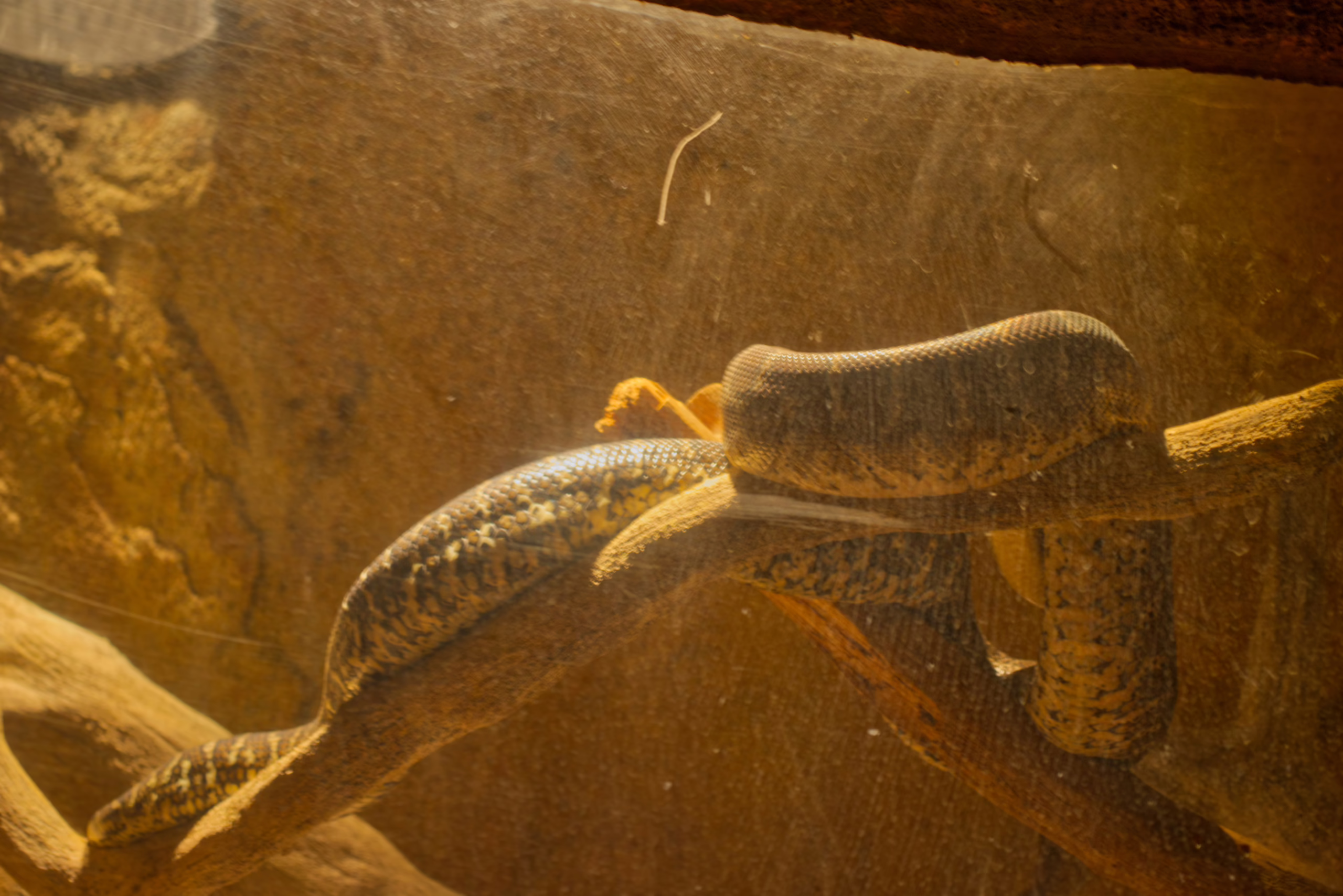 A patterned, light brown snake is draped over a tree branch in a dusty, warmly-lit enclosure, as seen through reflective glass.