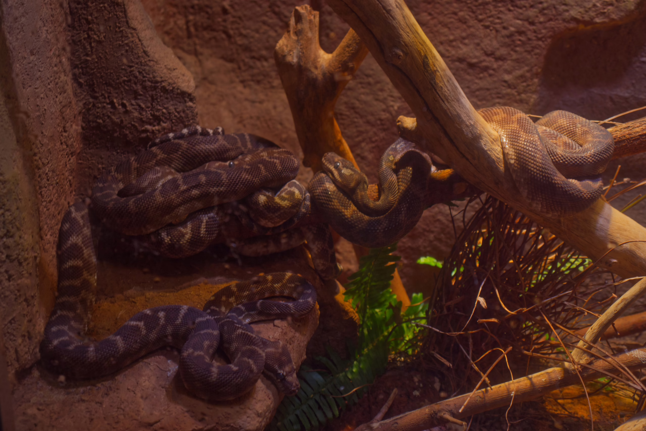 Several large, dark-colored carpet pythons are coiled together on rocks and intertwined on branches in a dimly lit, rocky enclosure.